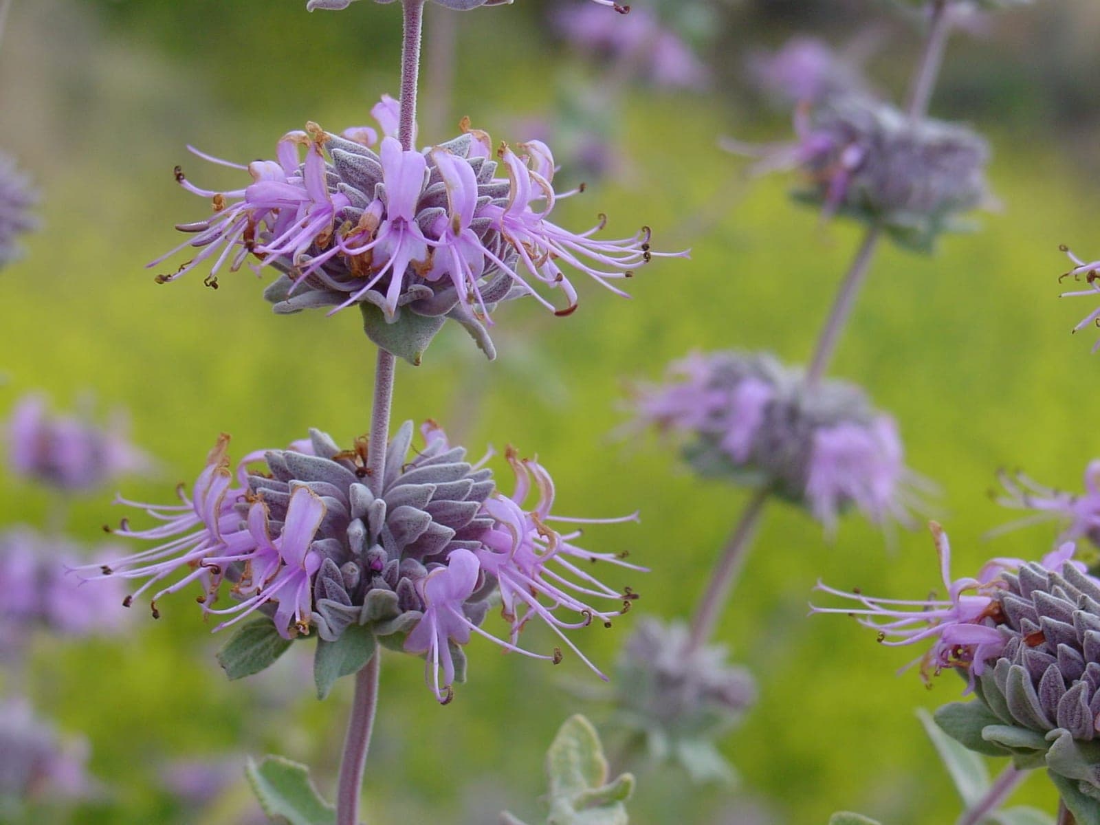 Purple Sage