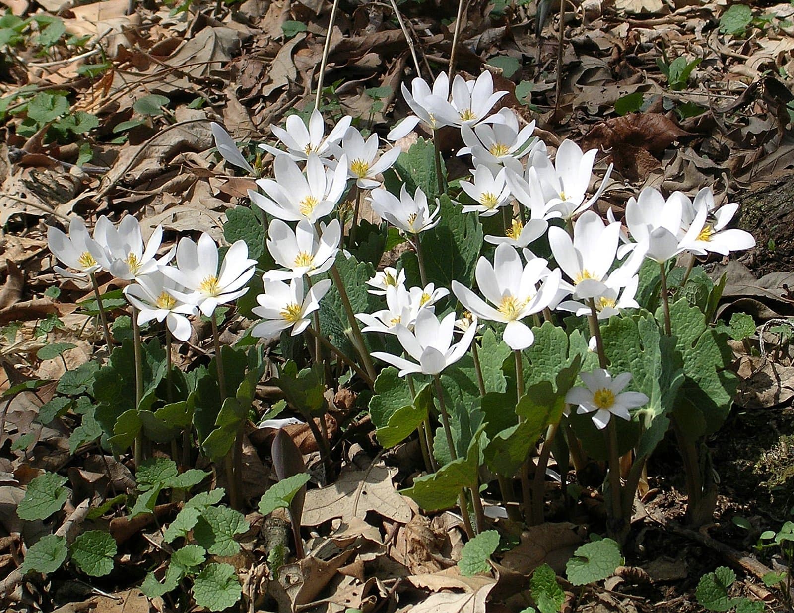 Bloodroot (Sanguinaria canadensis)