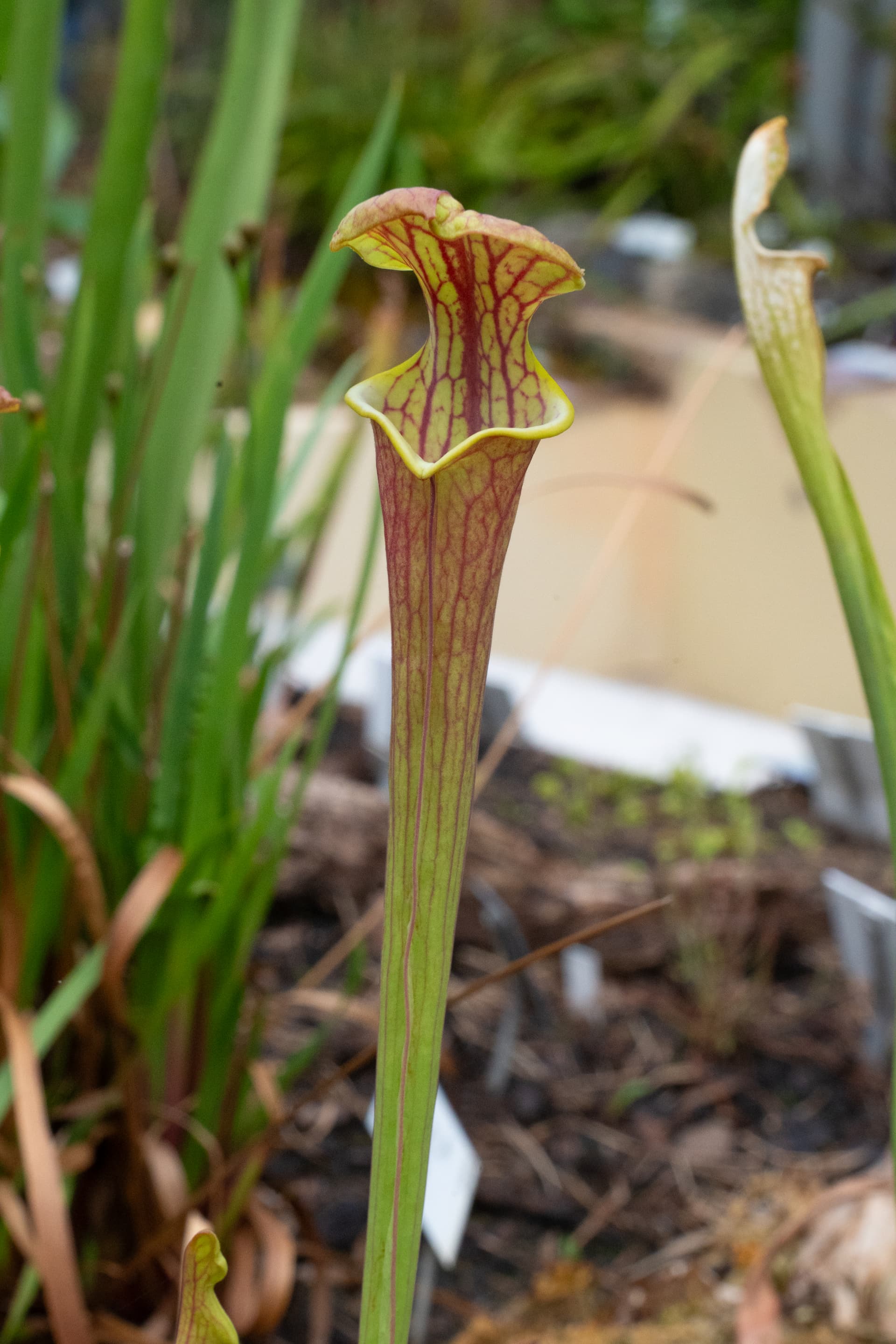 Yellow Pitcher Plant