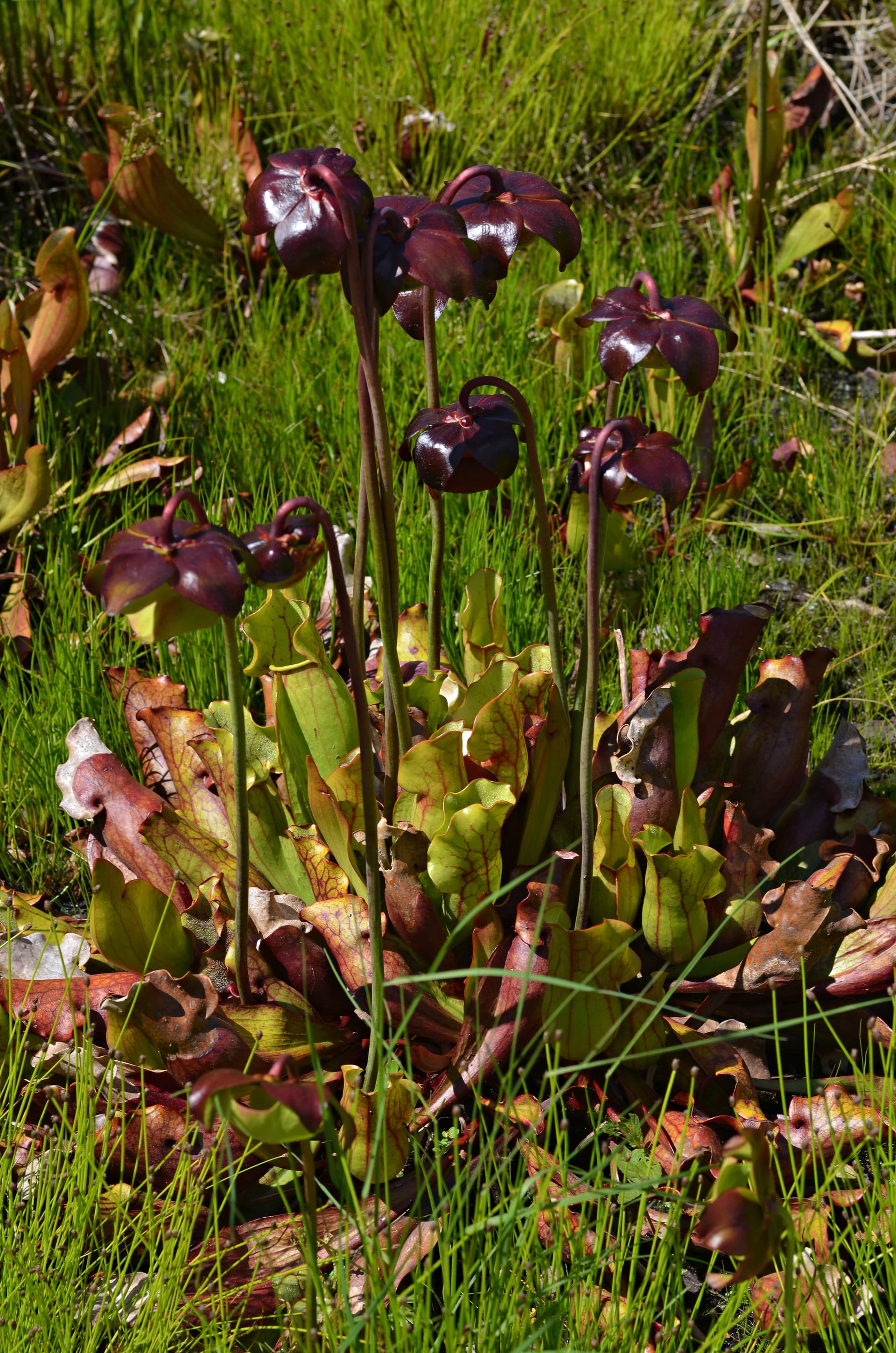 Purple Pitcher Plant