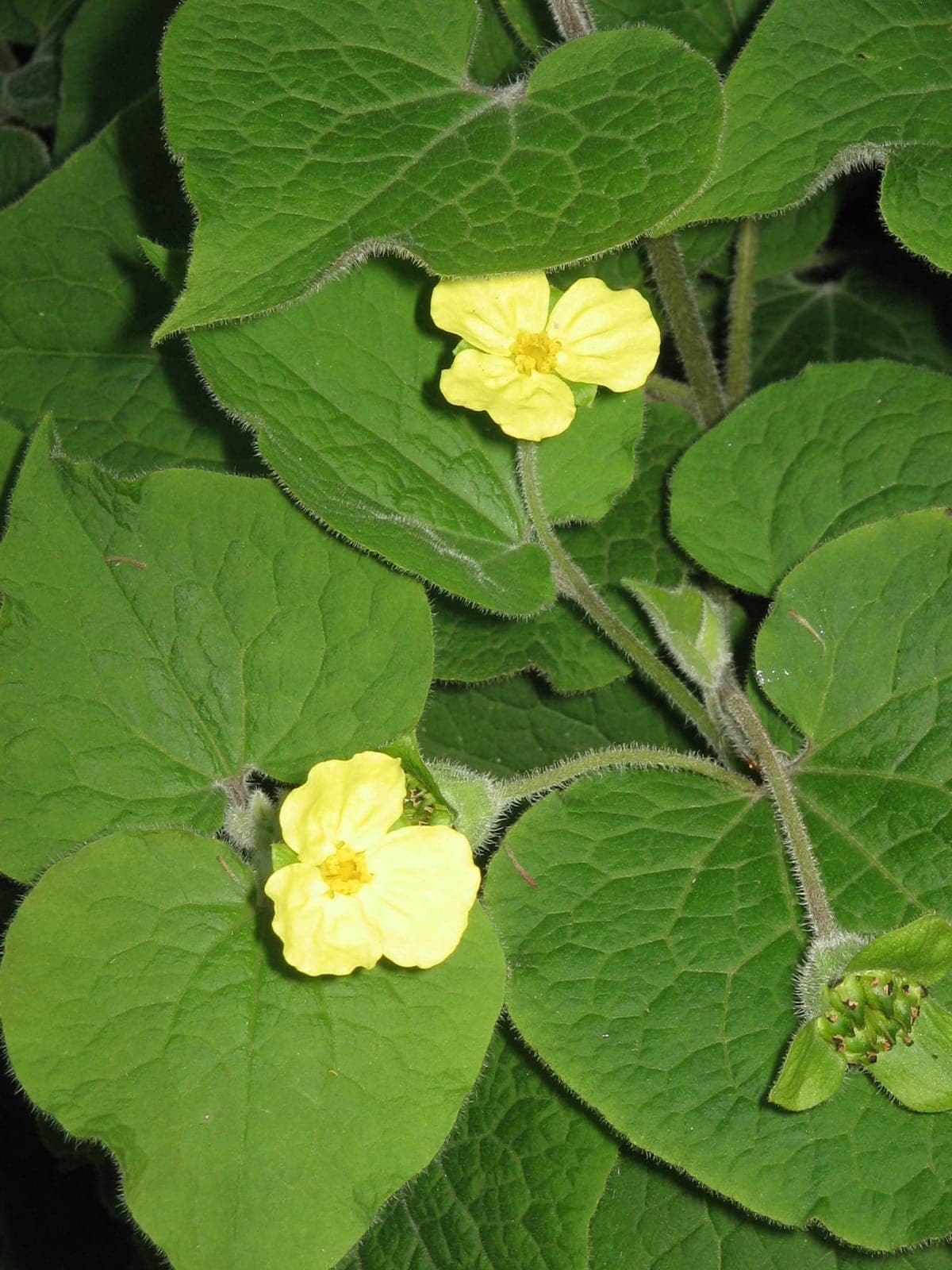 Upright Wild Ginger