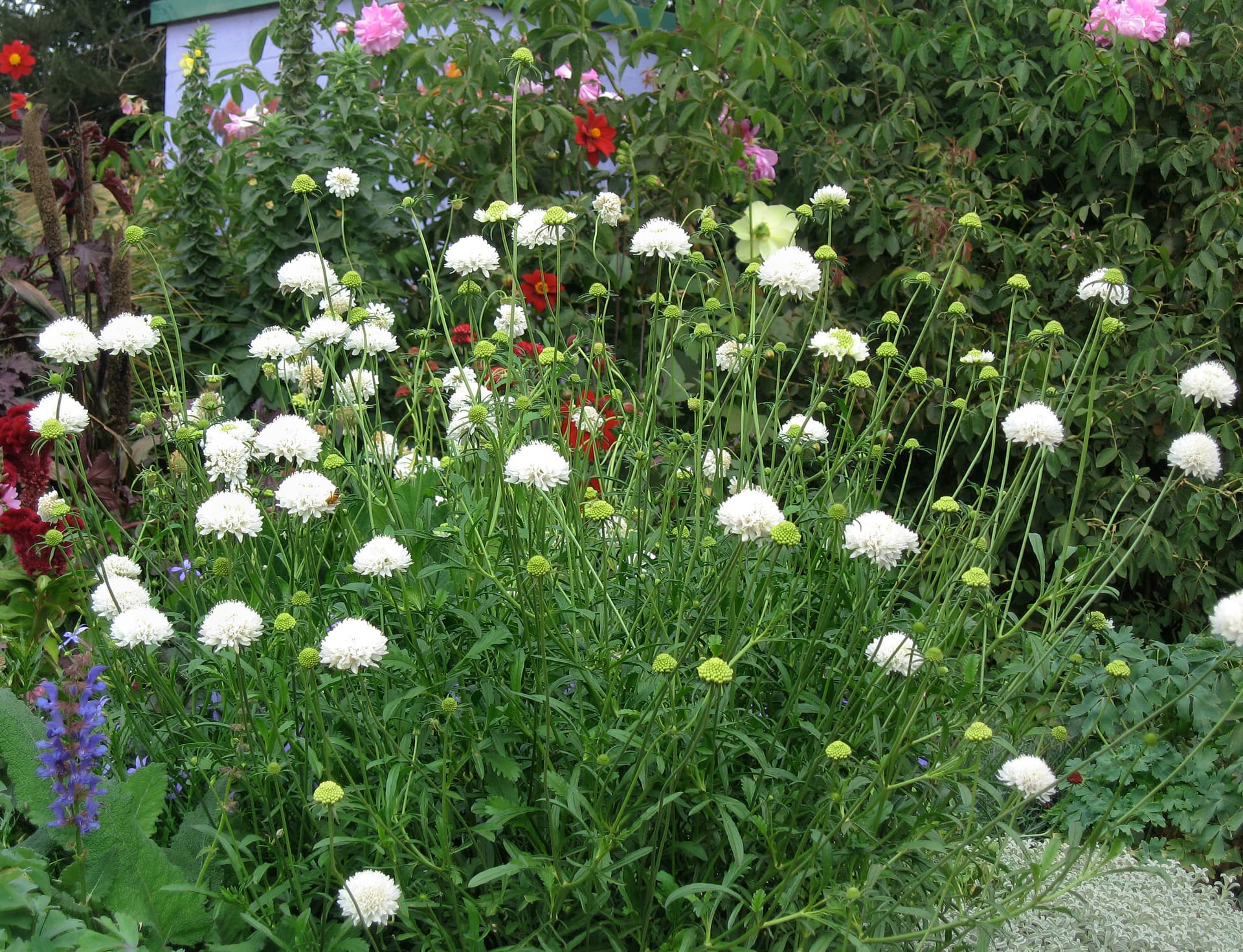 Scabiosa atropurpurea 'Snowmaiden'