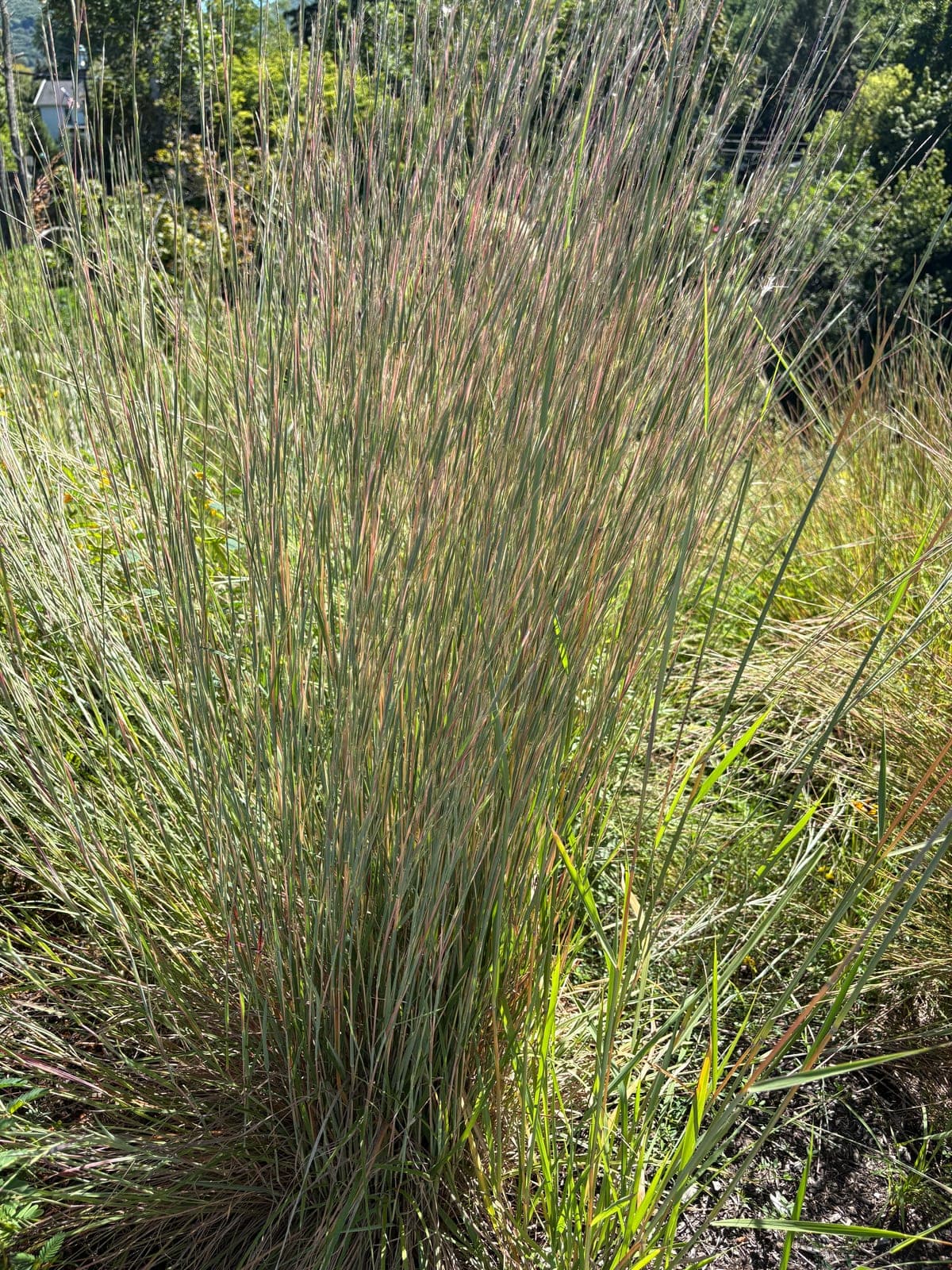 Little Bluestem 'Twilight Zone' (Schizachyrium scoparium)