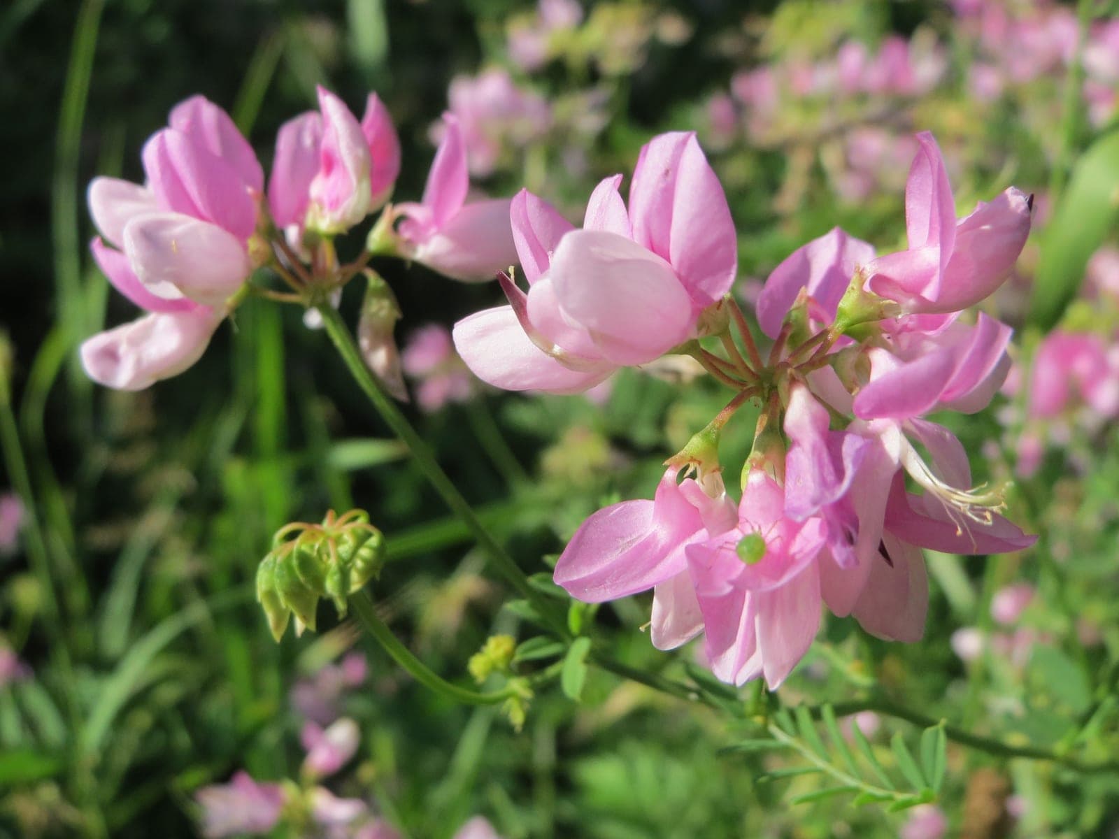 Crown Vetch