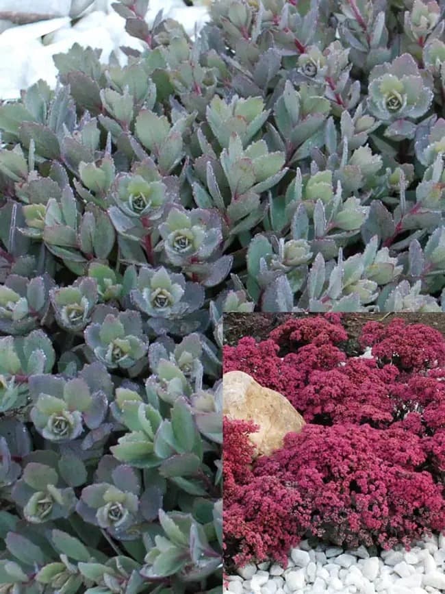 Stonecrop 'Dazzleberry'