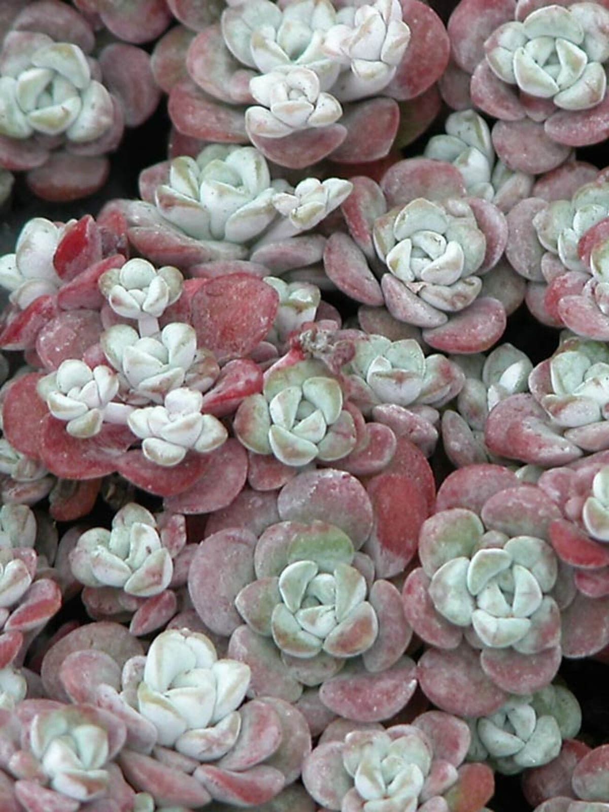 Stonecrop 'Harvest Moon'