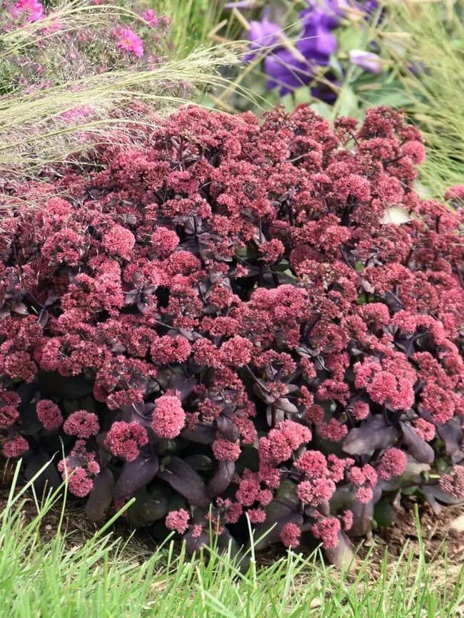 Stonecrop 'Midnight Velvet'