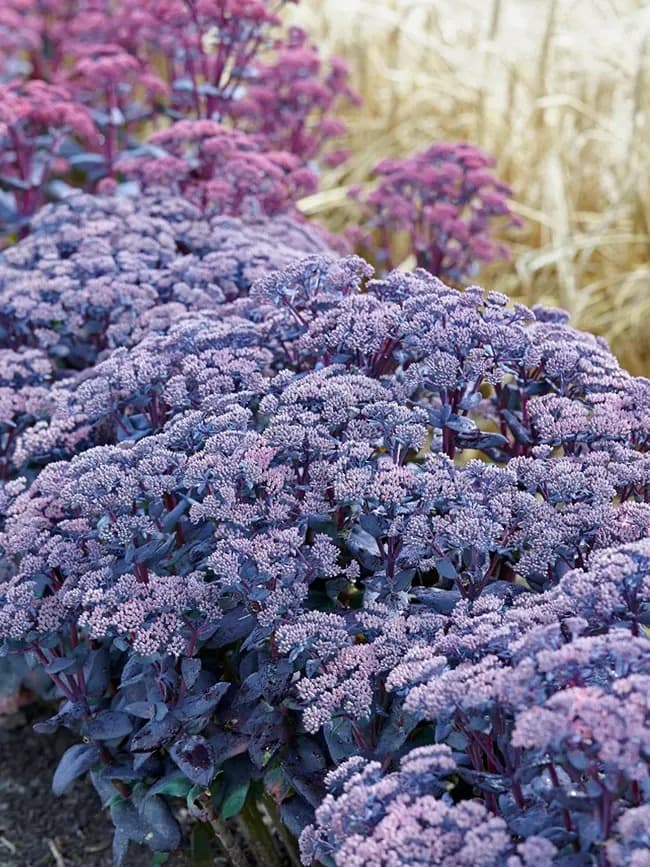 Stonecrop 'Mojave Jewels Sapphire'