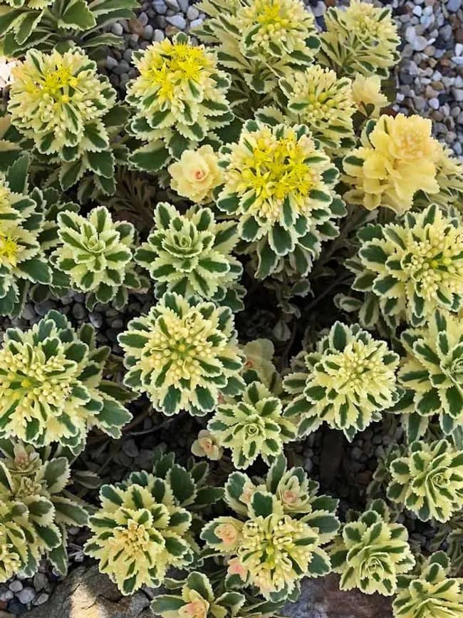 Stonecrop 'Atlantis'