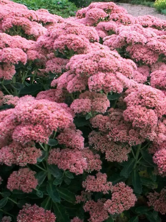 Stonecrop 'T Rex'