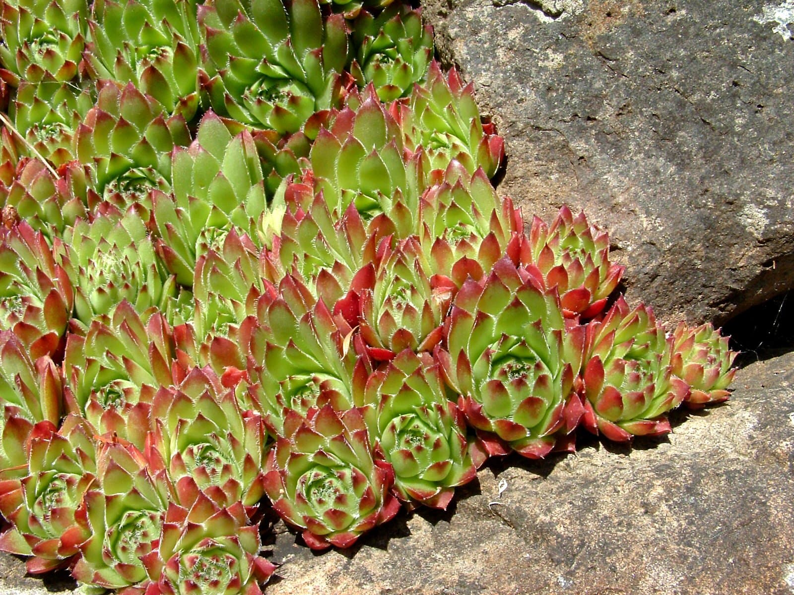 Hens and Chicks