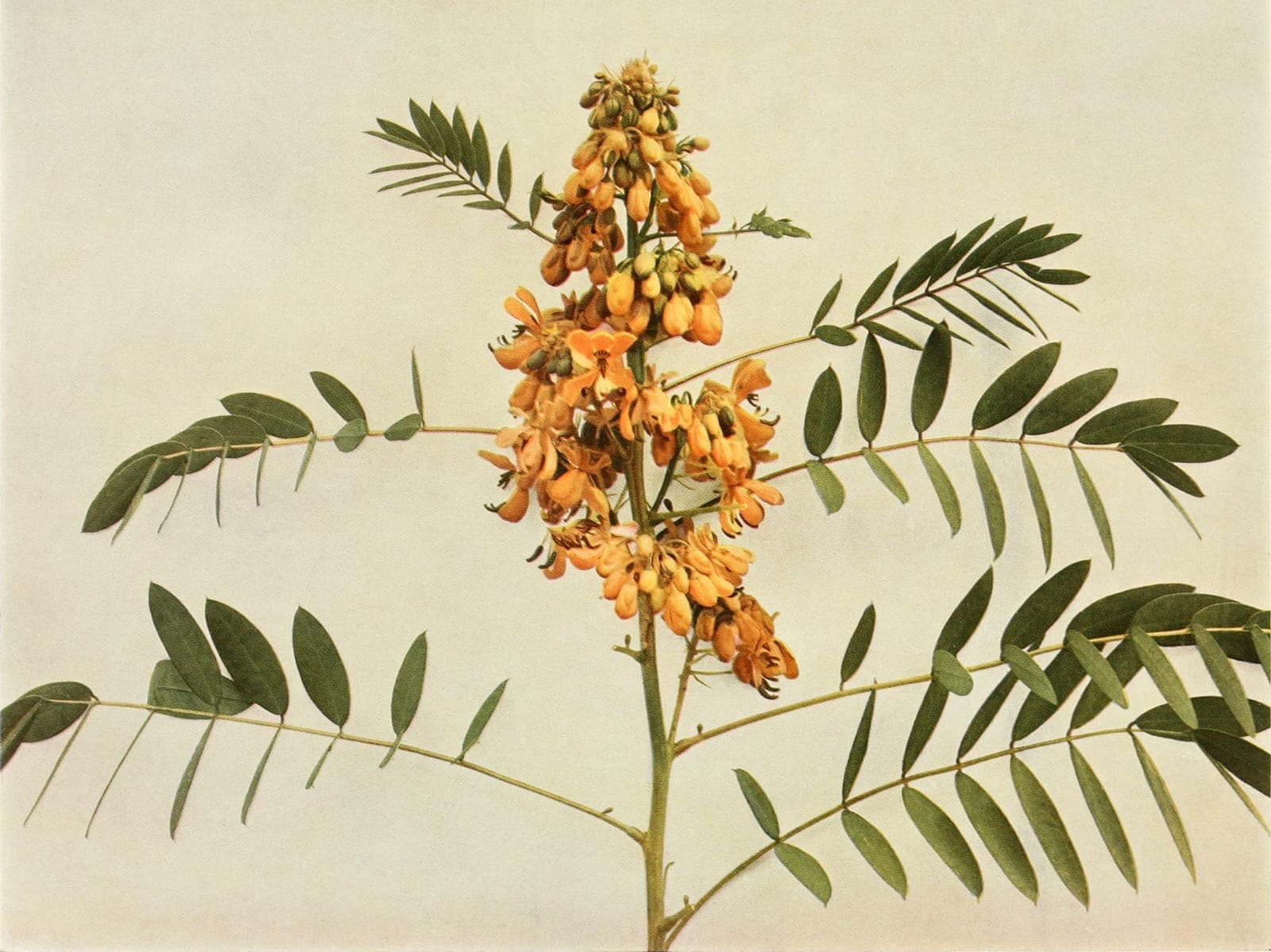 Wild Senna (Senna hebecarpa)