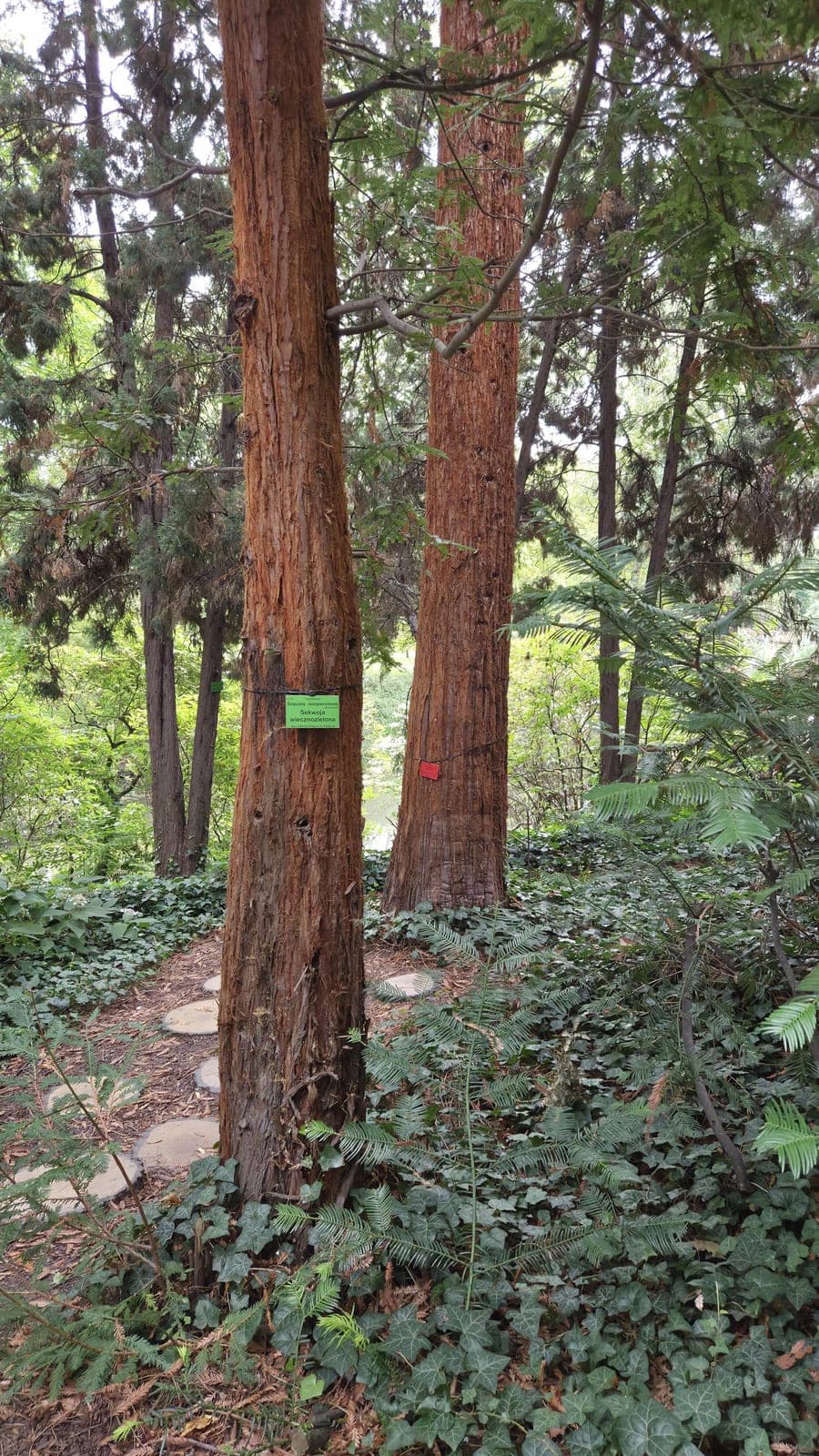 Giant Sequoia
