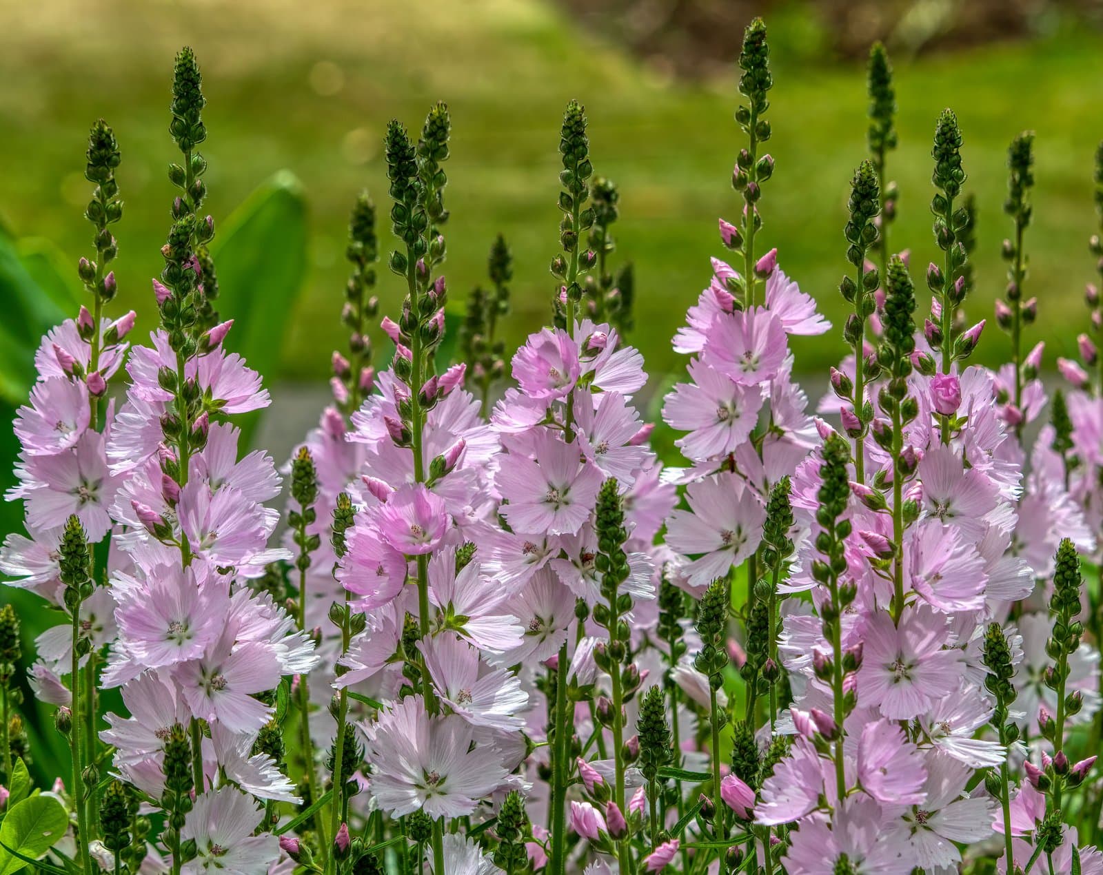 Checkerbloom