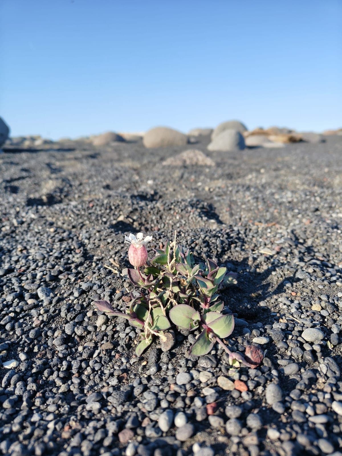 Sea Campion