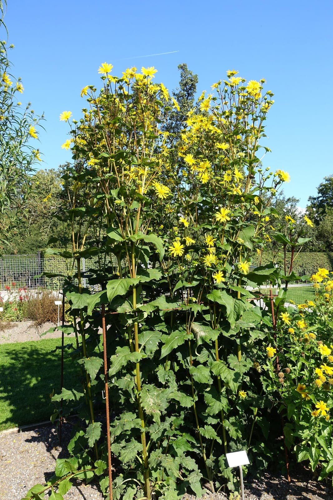 Cup Plant (Silphium perfoliatum)