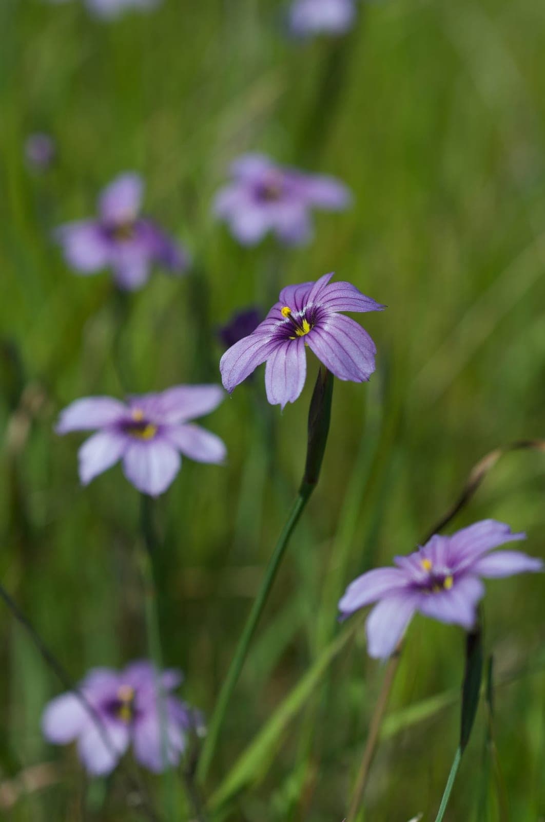 Western Blue-Eyed Grass