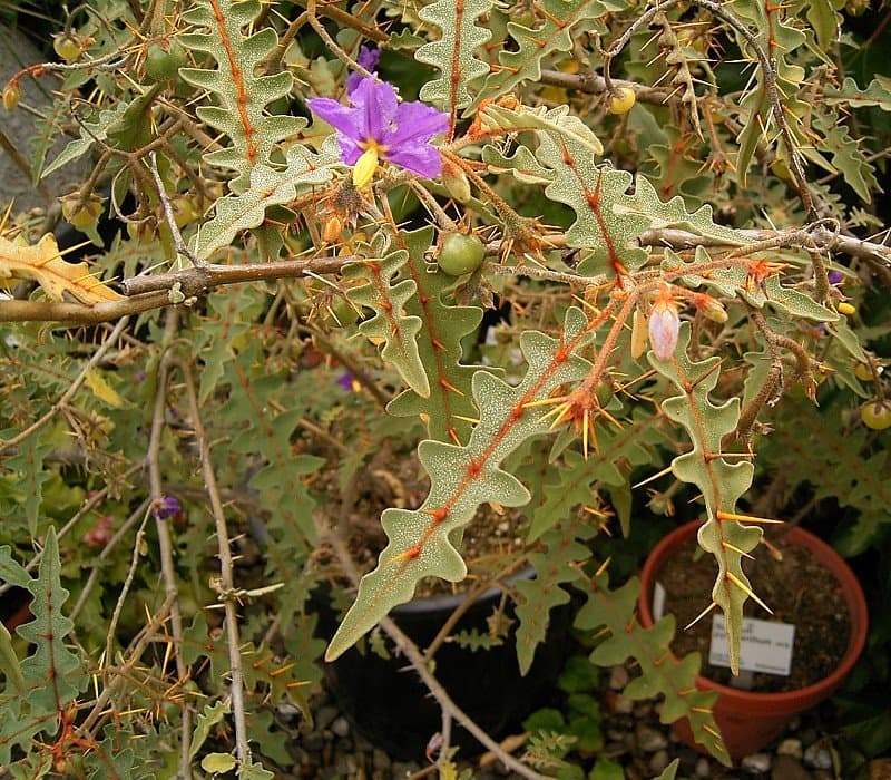 Porcupine Tomato