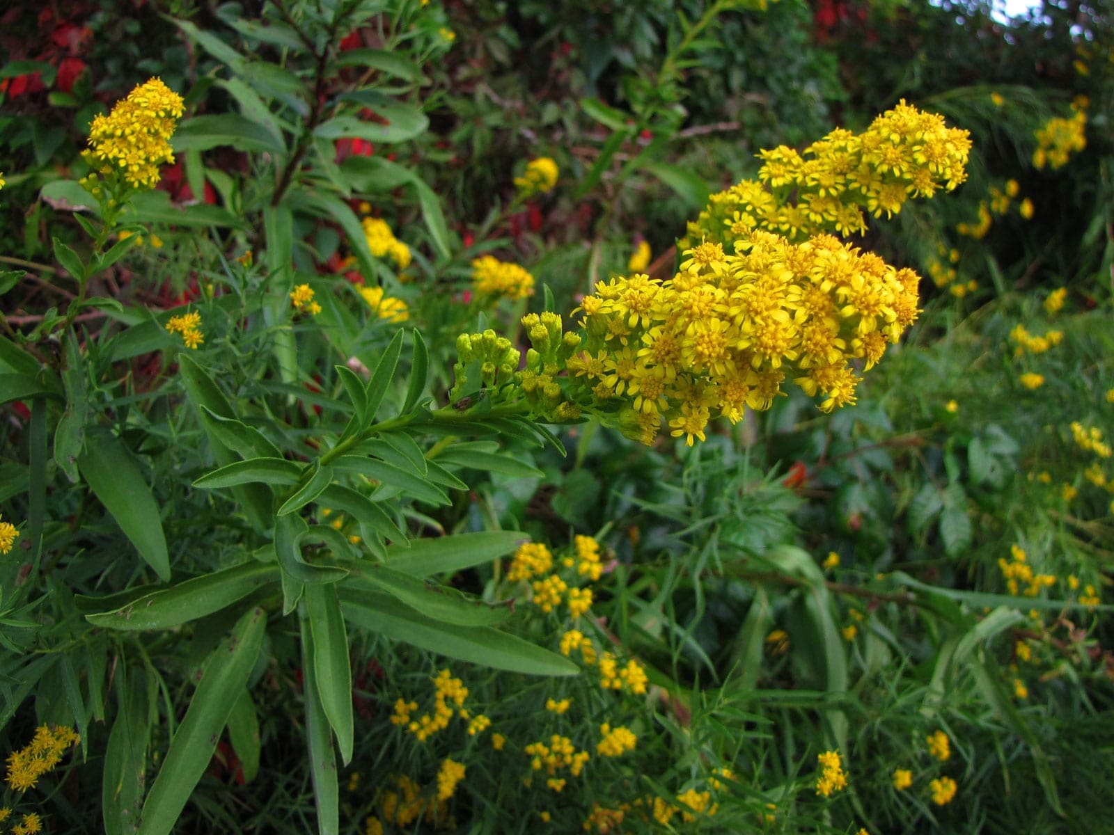 Seaside Goldenrod (Solidago sempervirens)