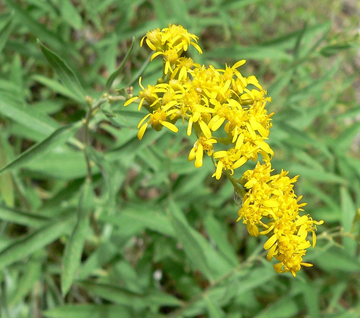 Velvety Goldenrod
