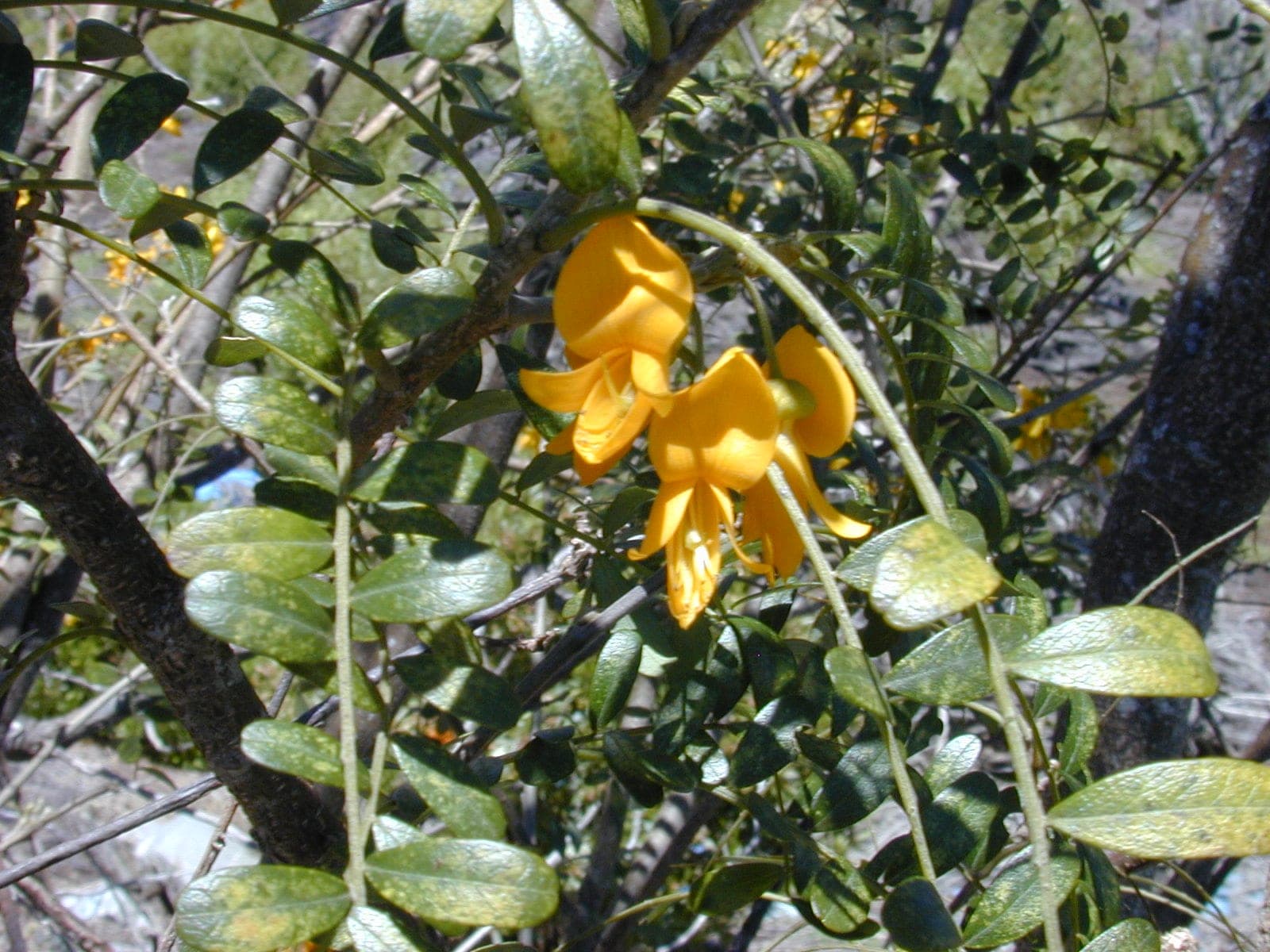 Māmane