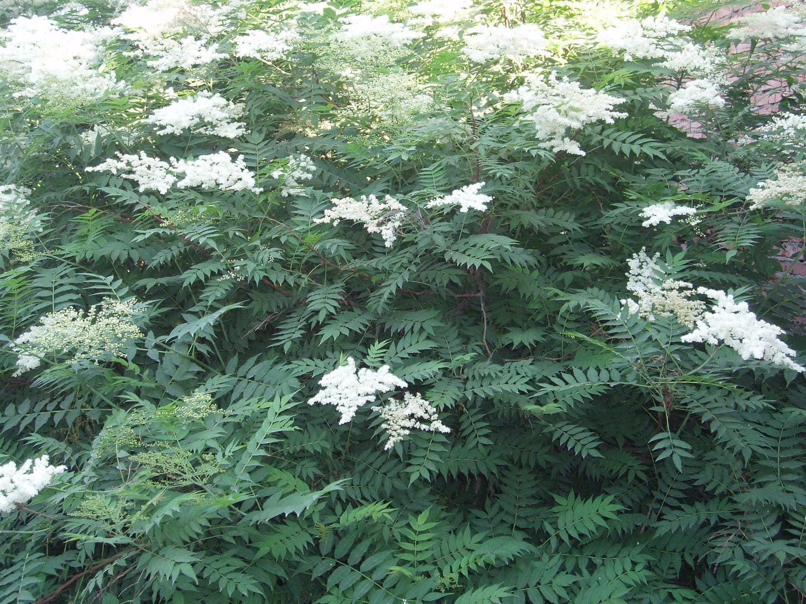 False Spirea