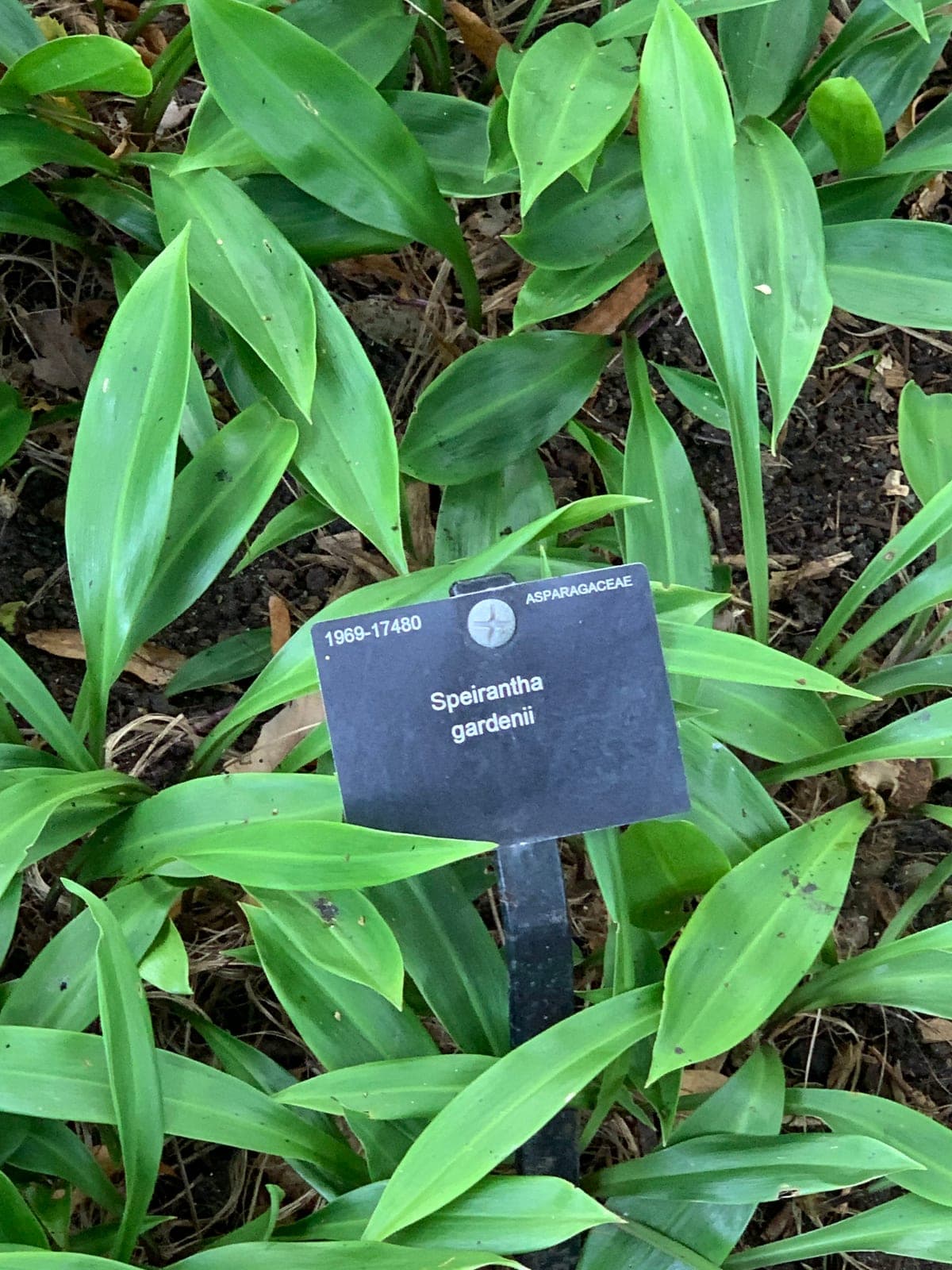 False Lily of the Valley