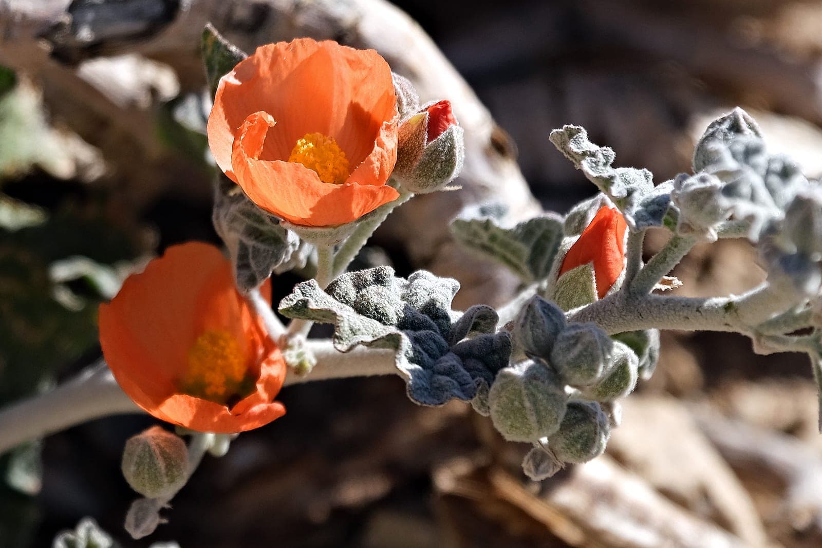Desert Globemallow