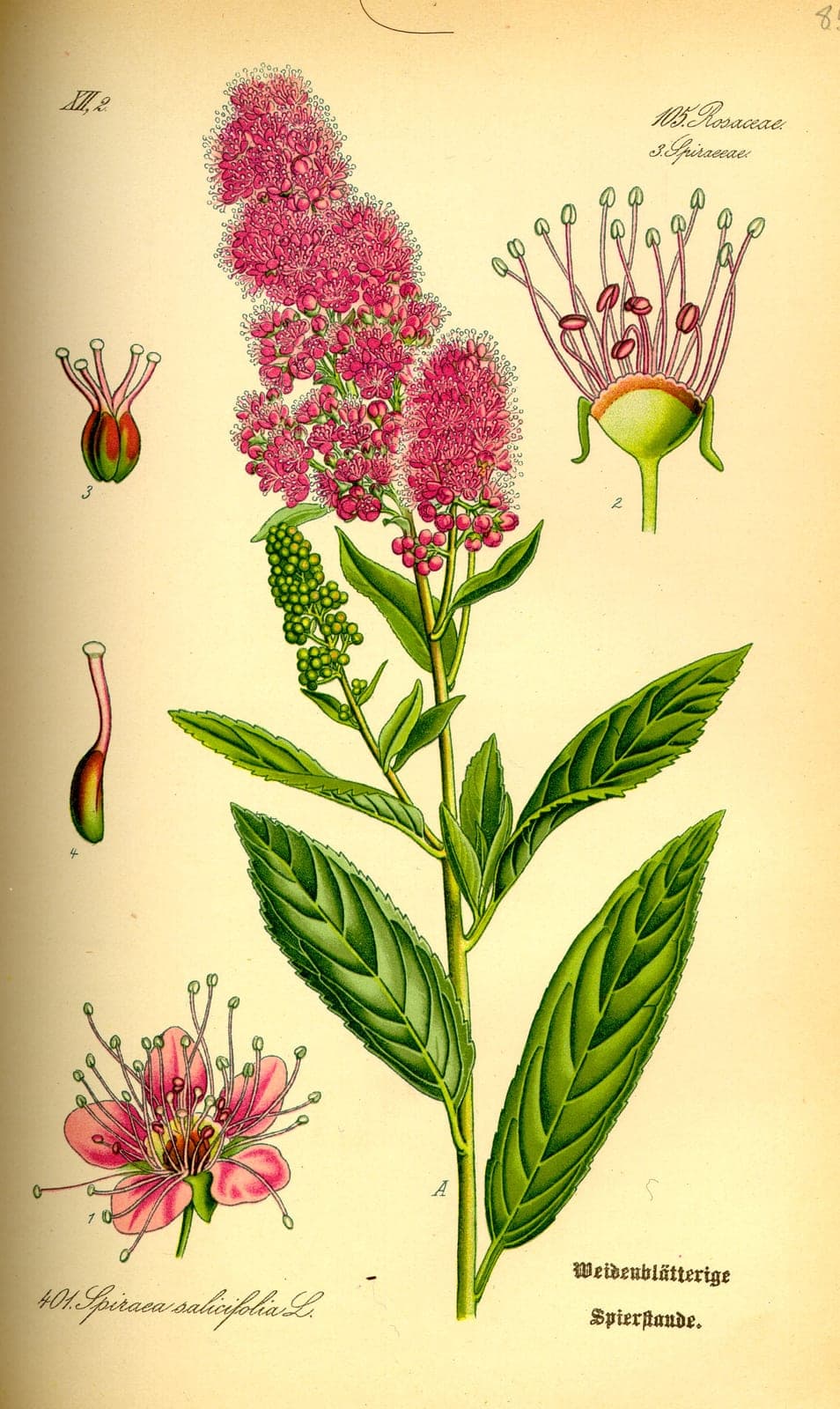 Japanese Spirea