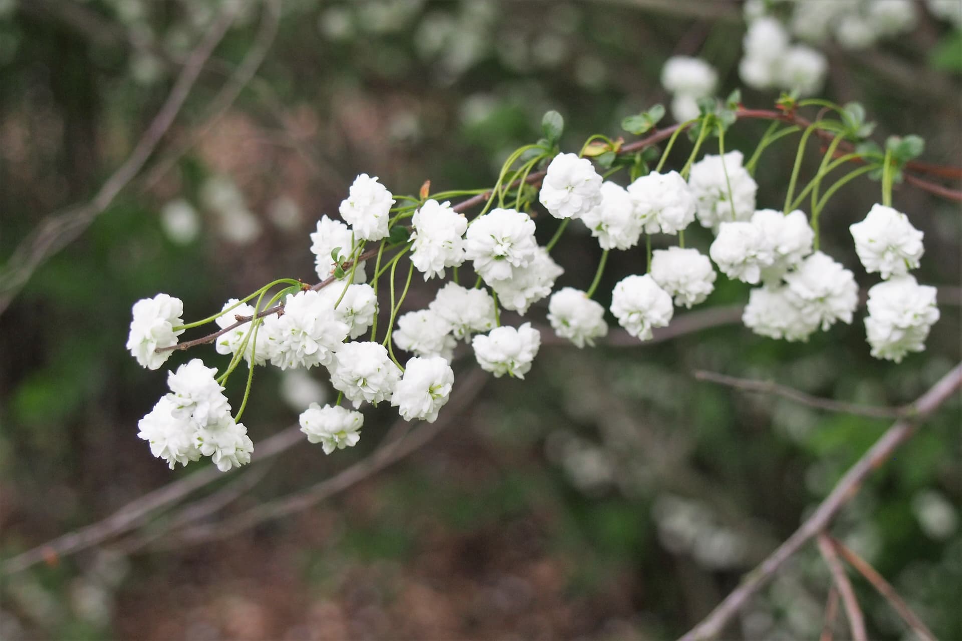 Bridal Wreath Spirea