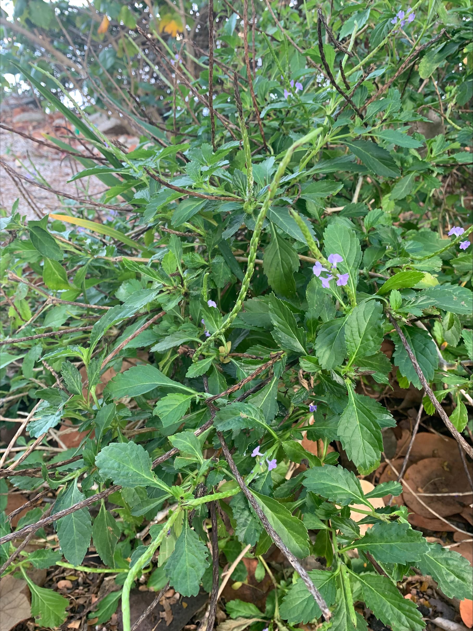Blue Porterweed