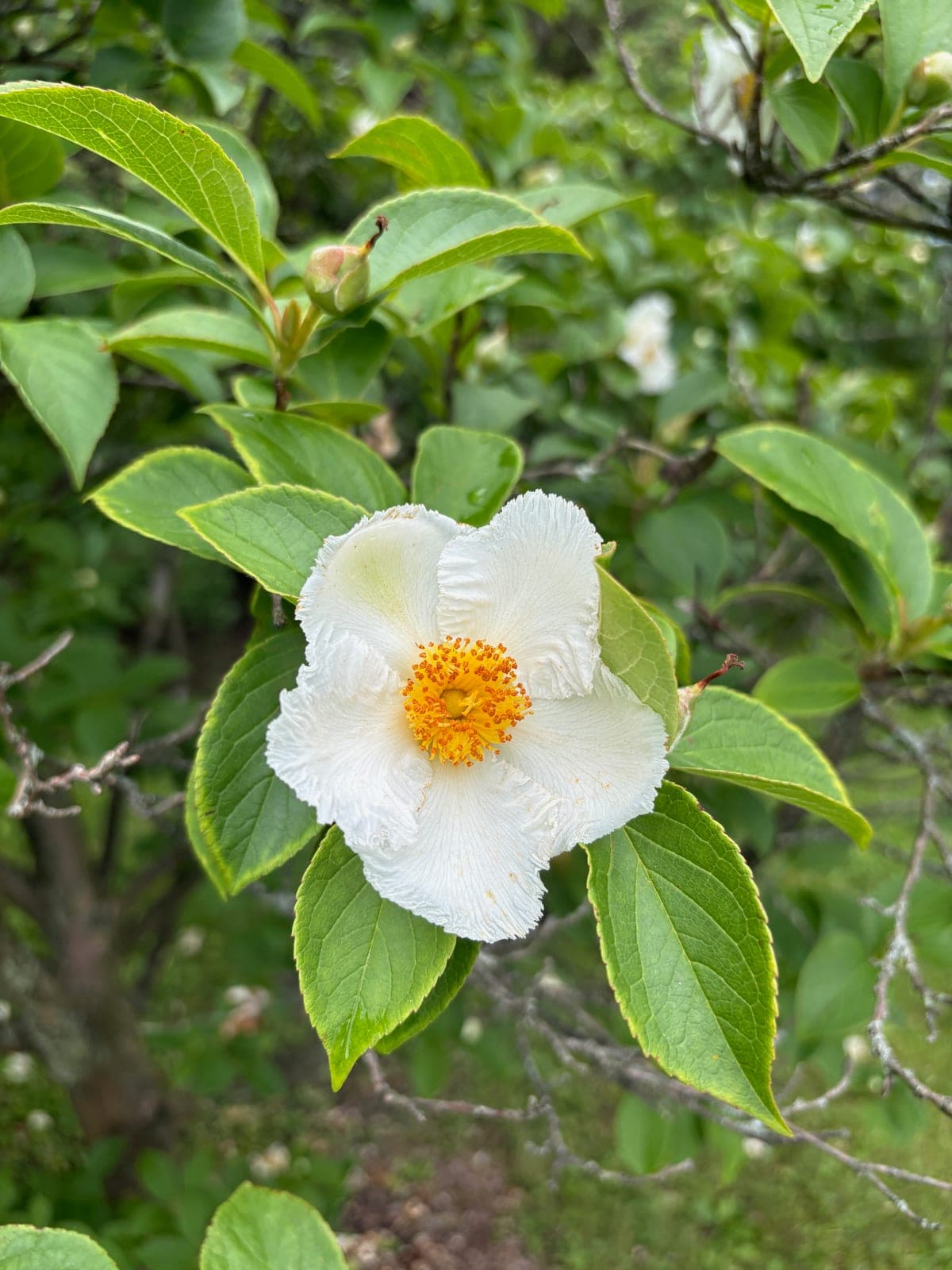Japanese Stewartia