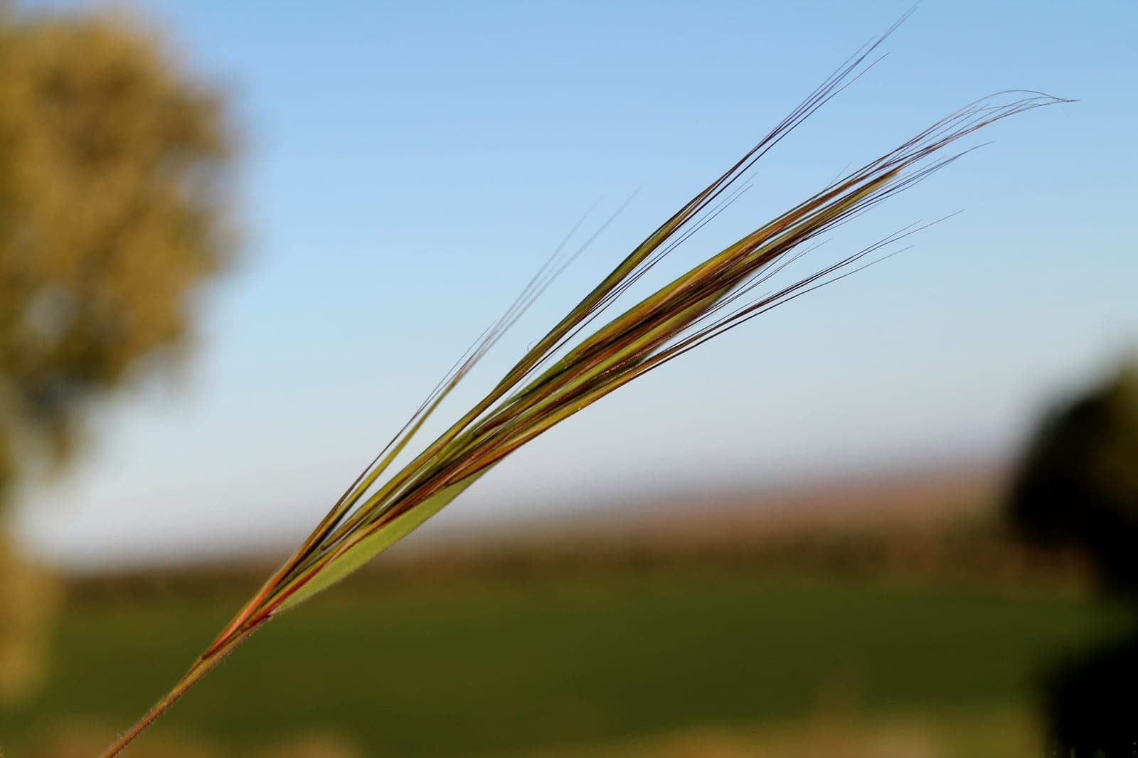 Golden Oats