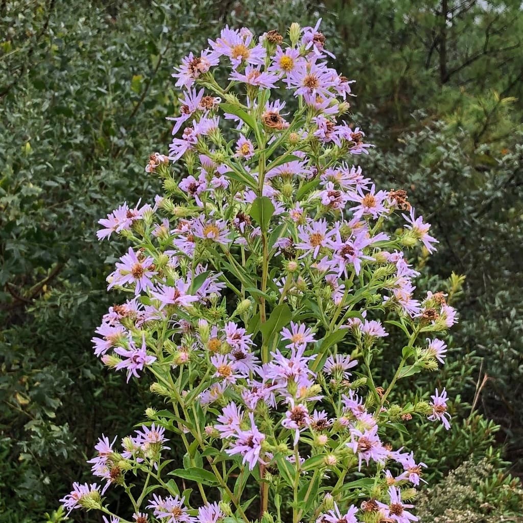 Elliott's Aster