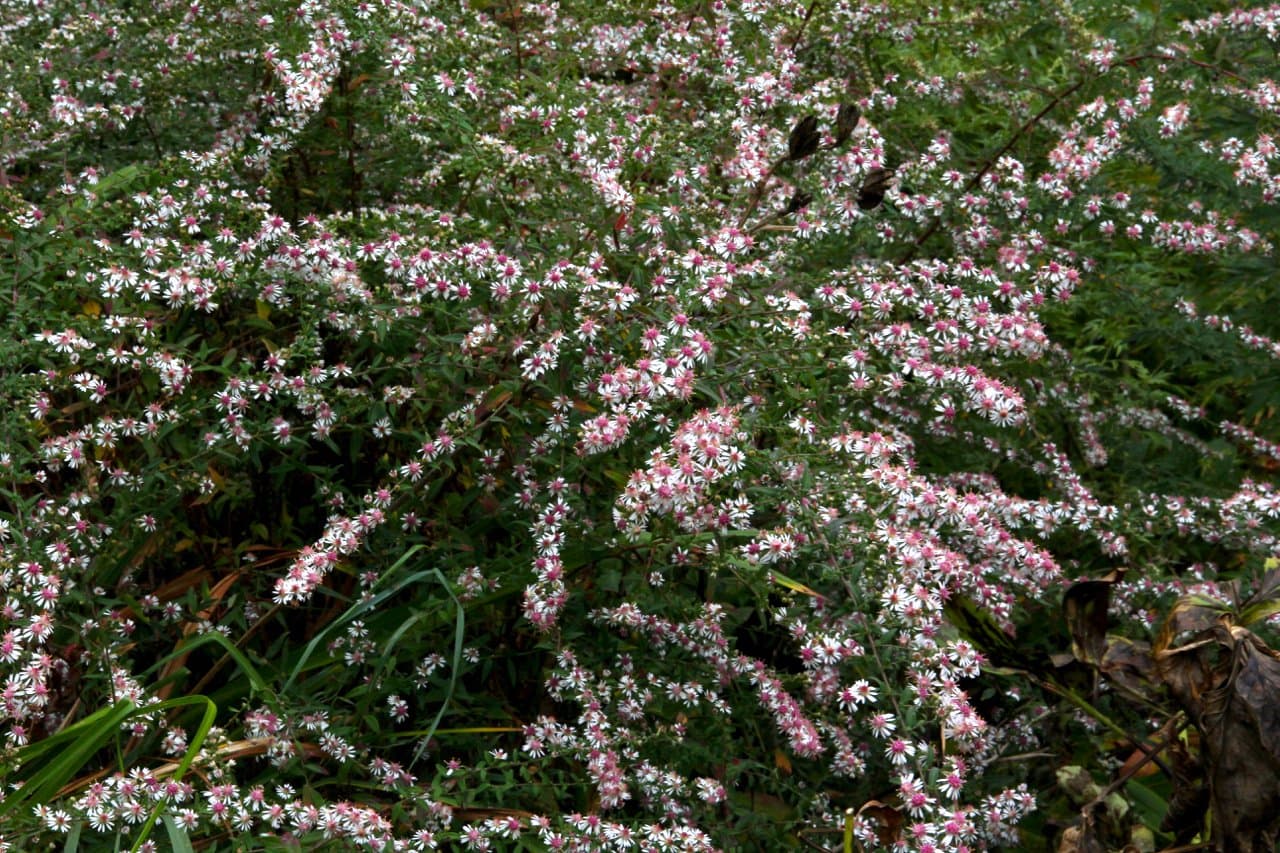 Calico Aster