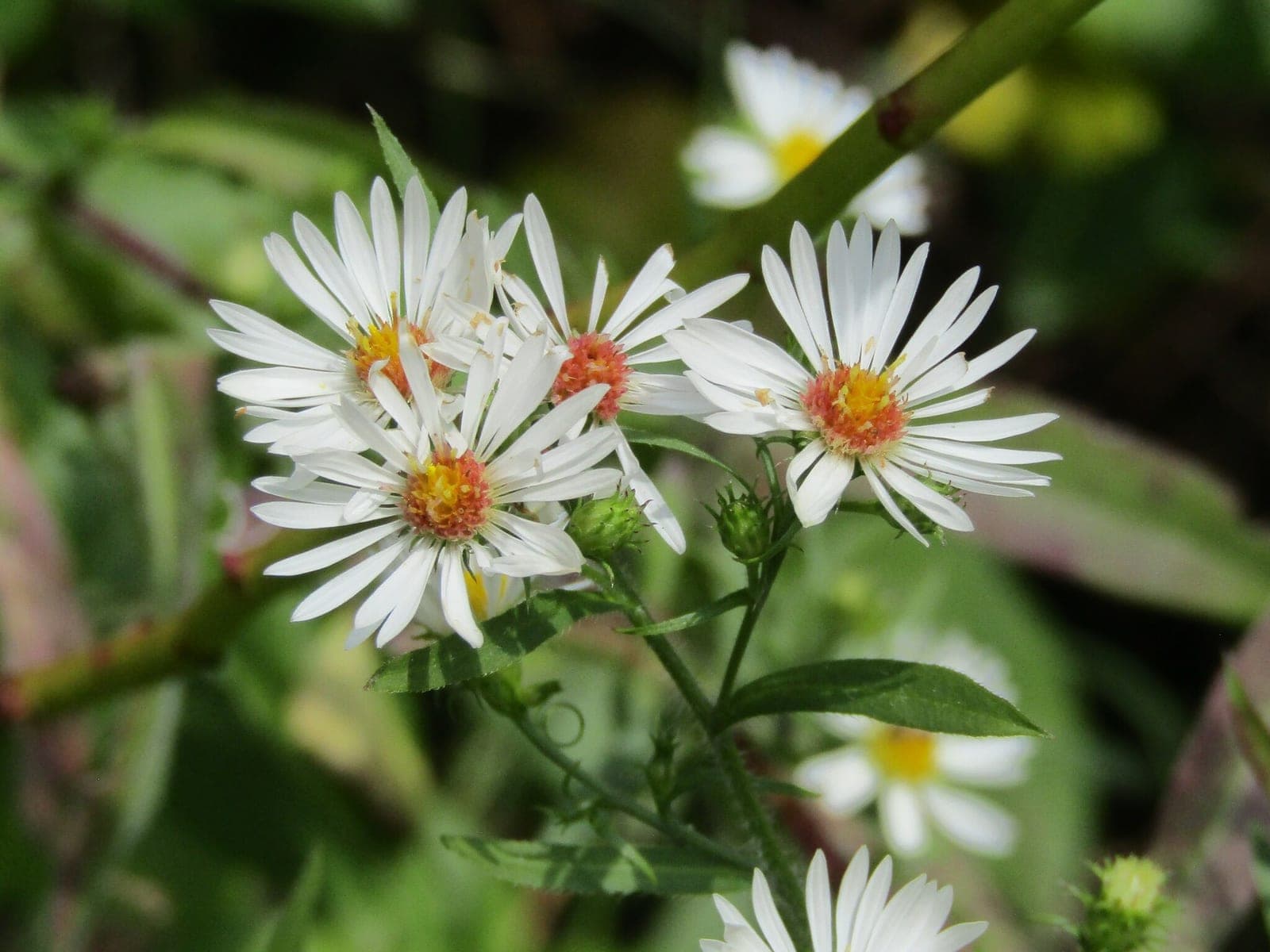 Wild Aster
