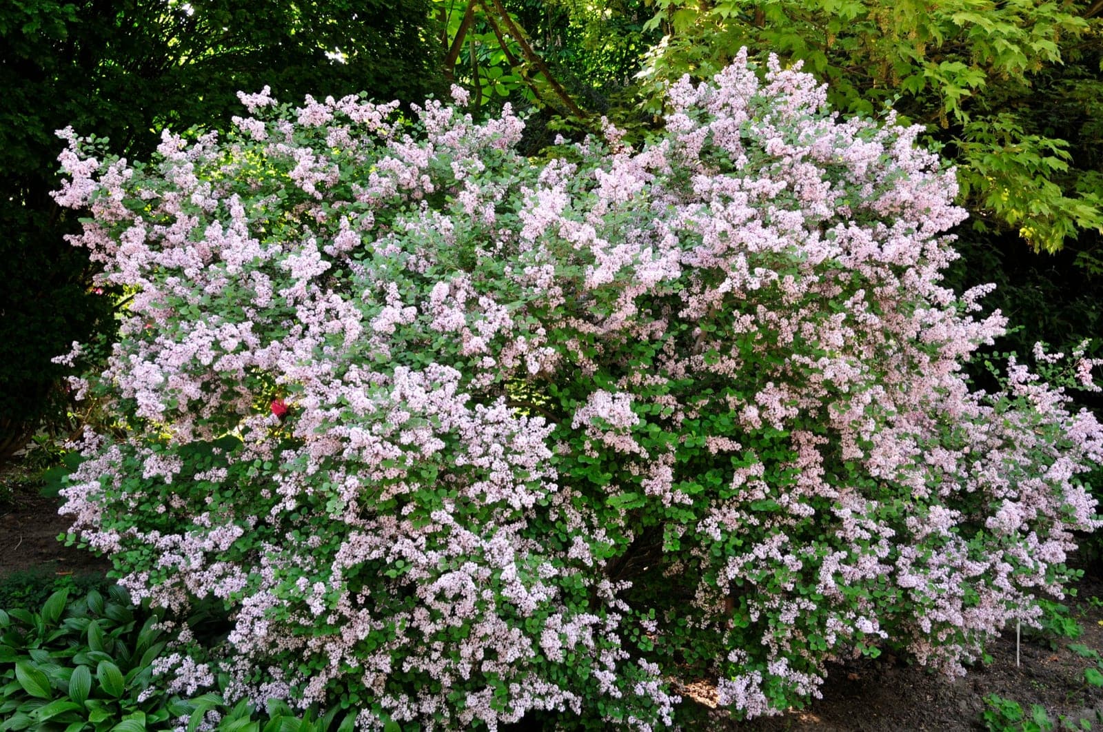 Dwarf Korean Lilac