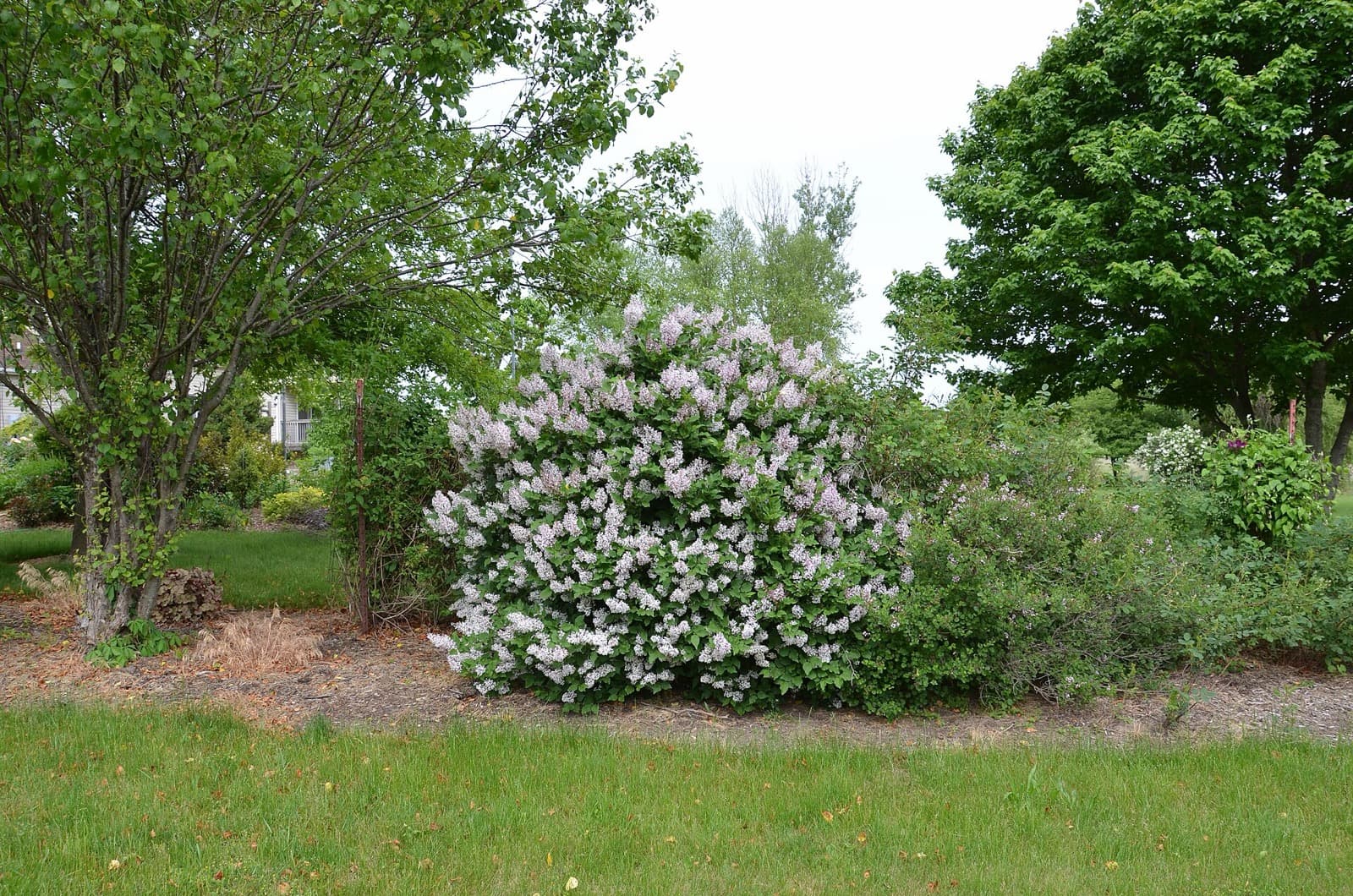 Korean Lilac Tree