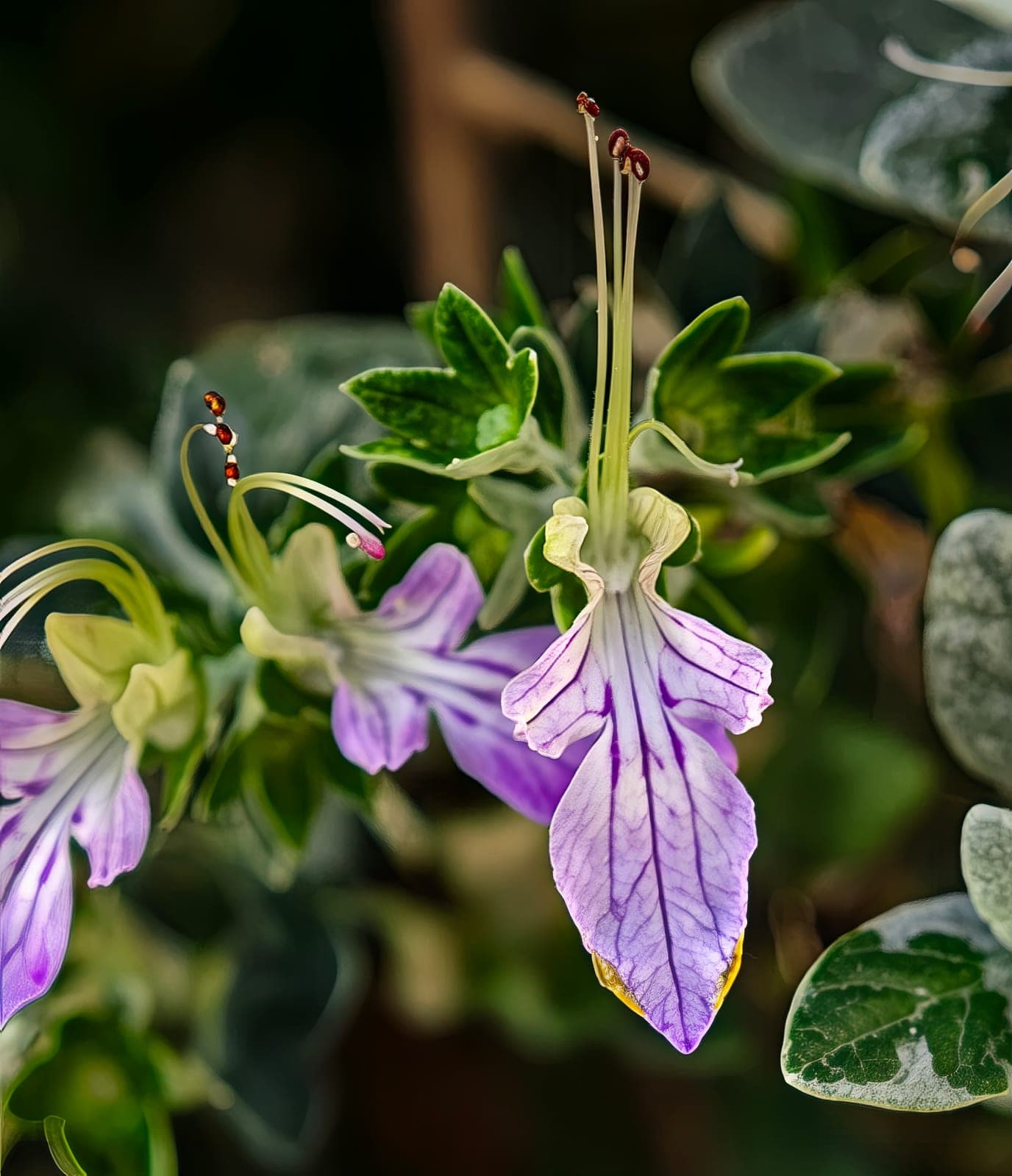 Bush Germander
