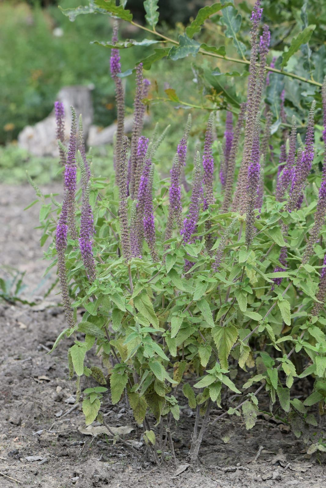 Purple Tails