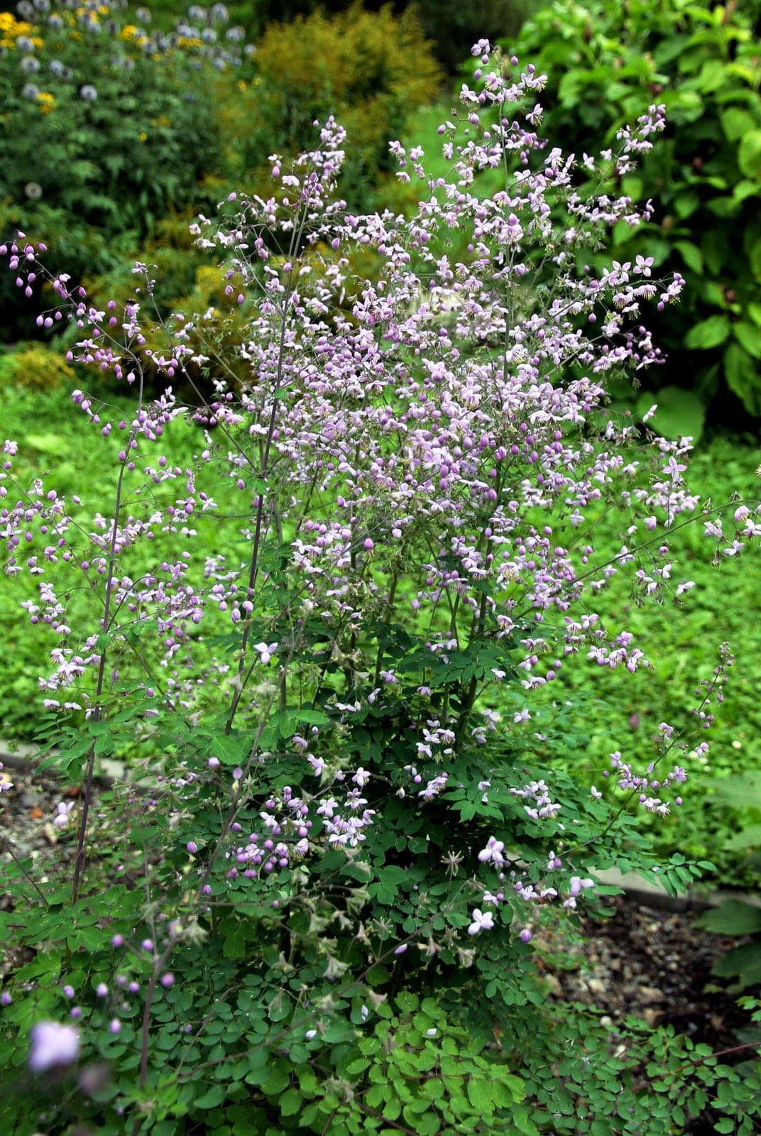 Yunnan Meadow Rue