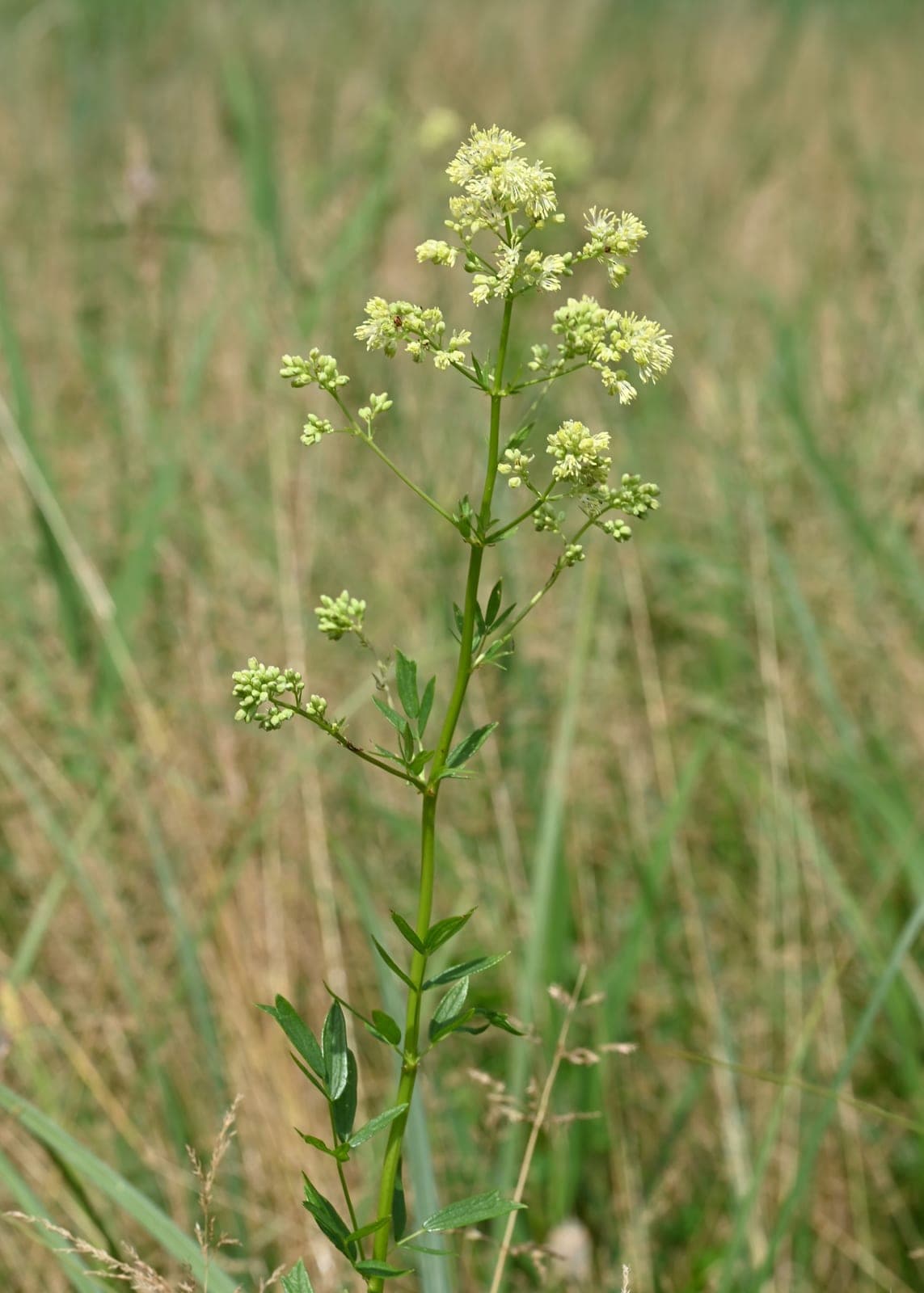 Yellow Meadow Rue