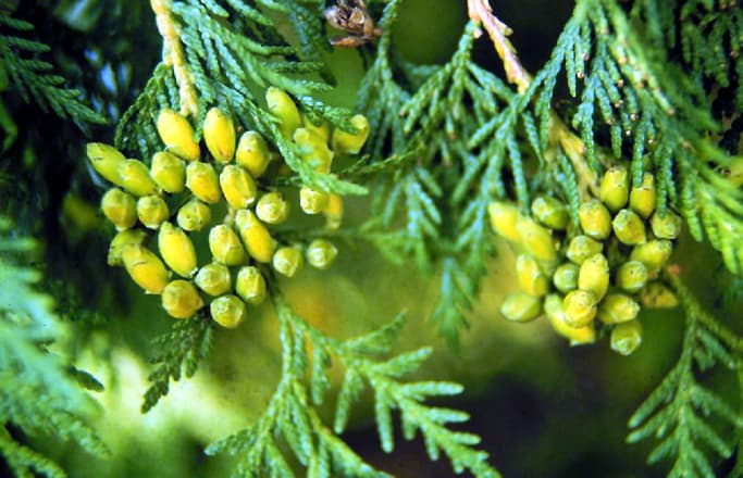 American Arborvitae