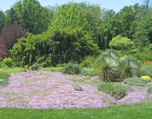 Creeping Thyme