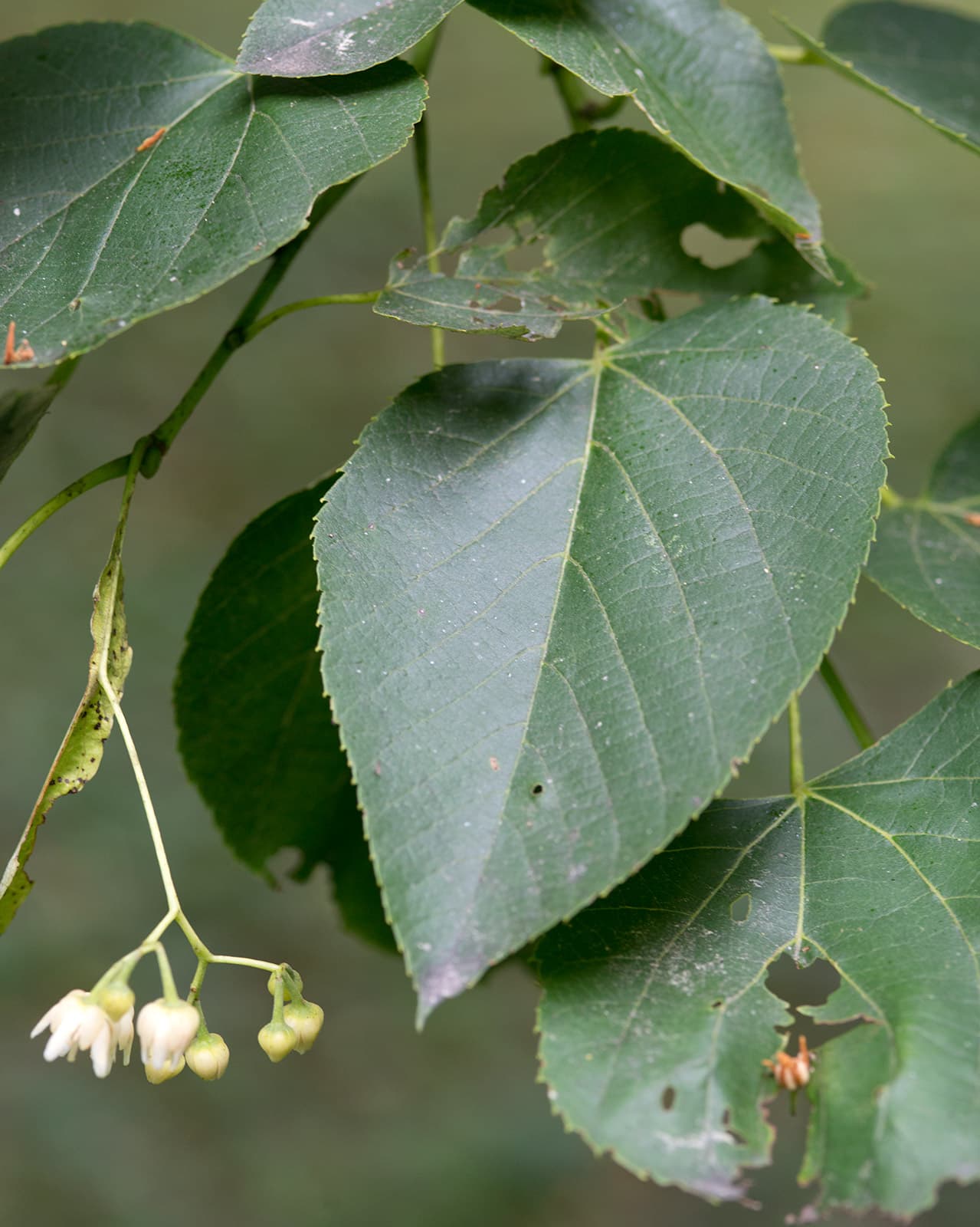 American Linden