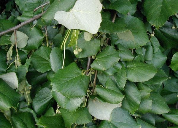 Silver Linden