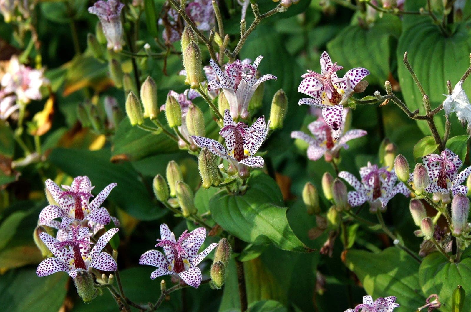 Formosan Toad Lily