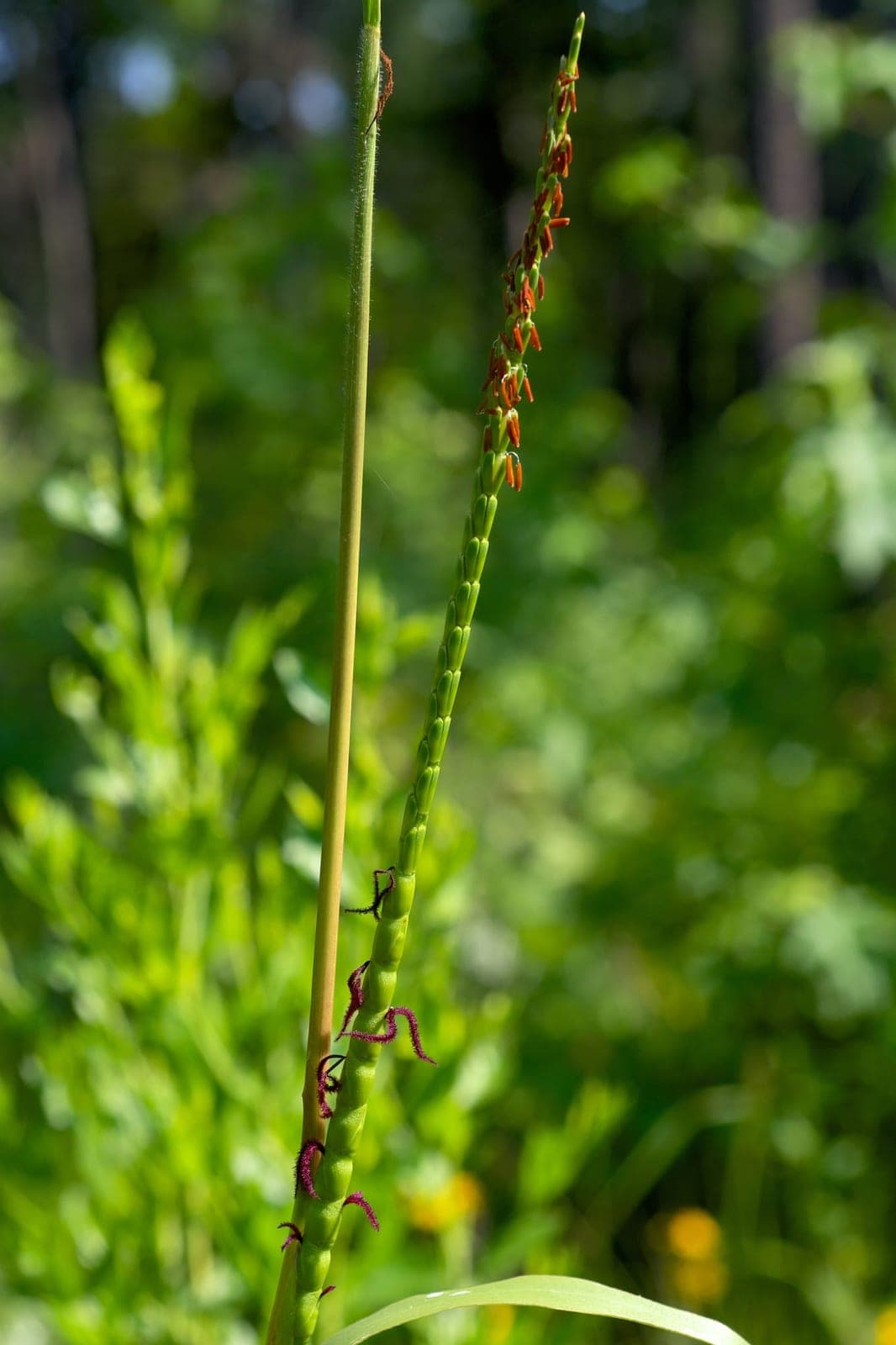 Eastern Gamagrass