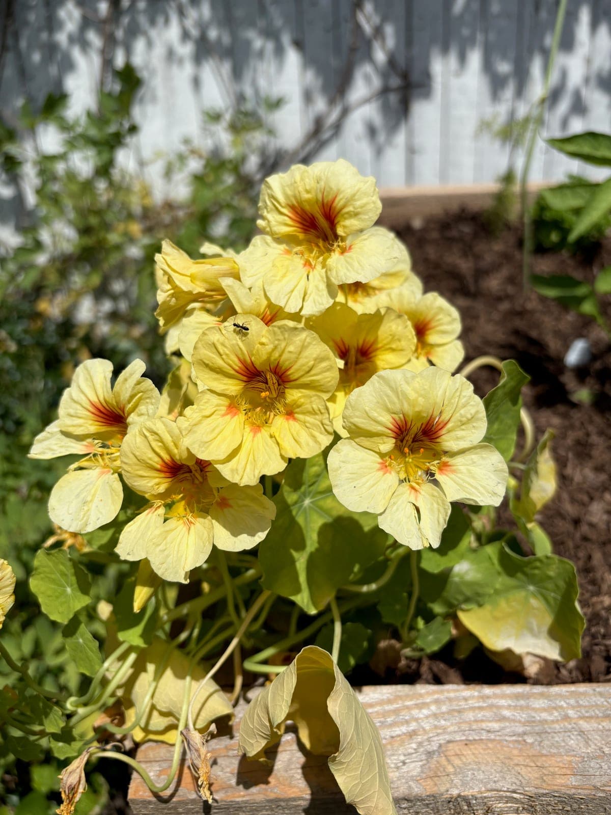 Nasturtium