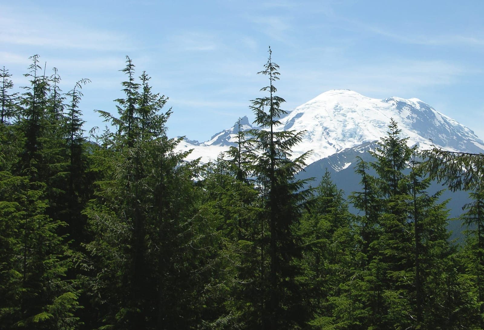 Western Hemlock (Tsuga heterophylla)